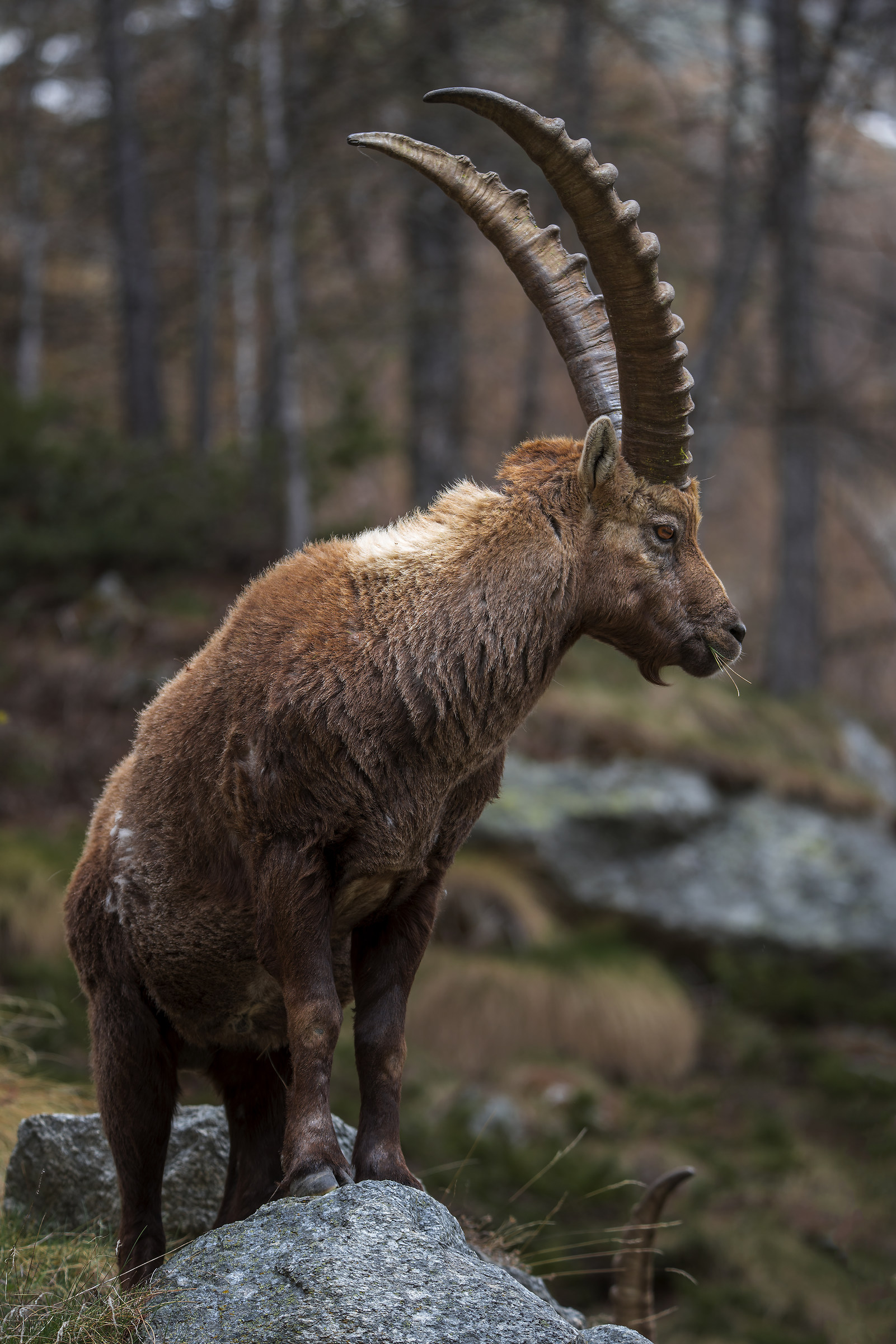 Alpine Ibex