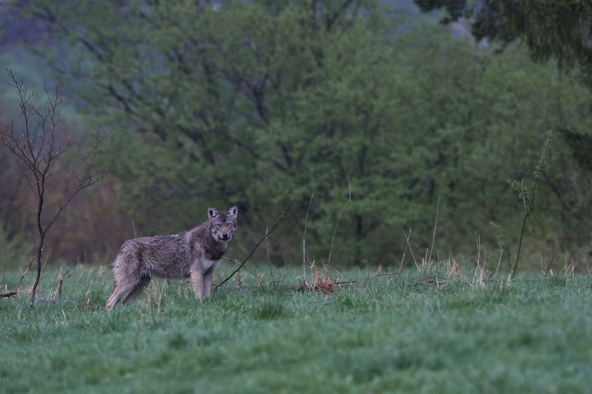 Wolf in the Carpathians