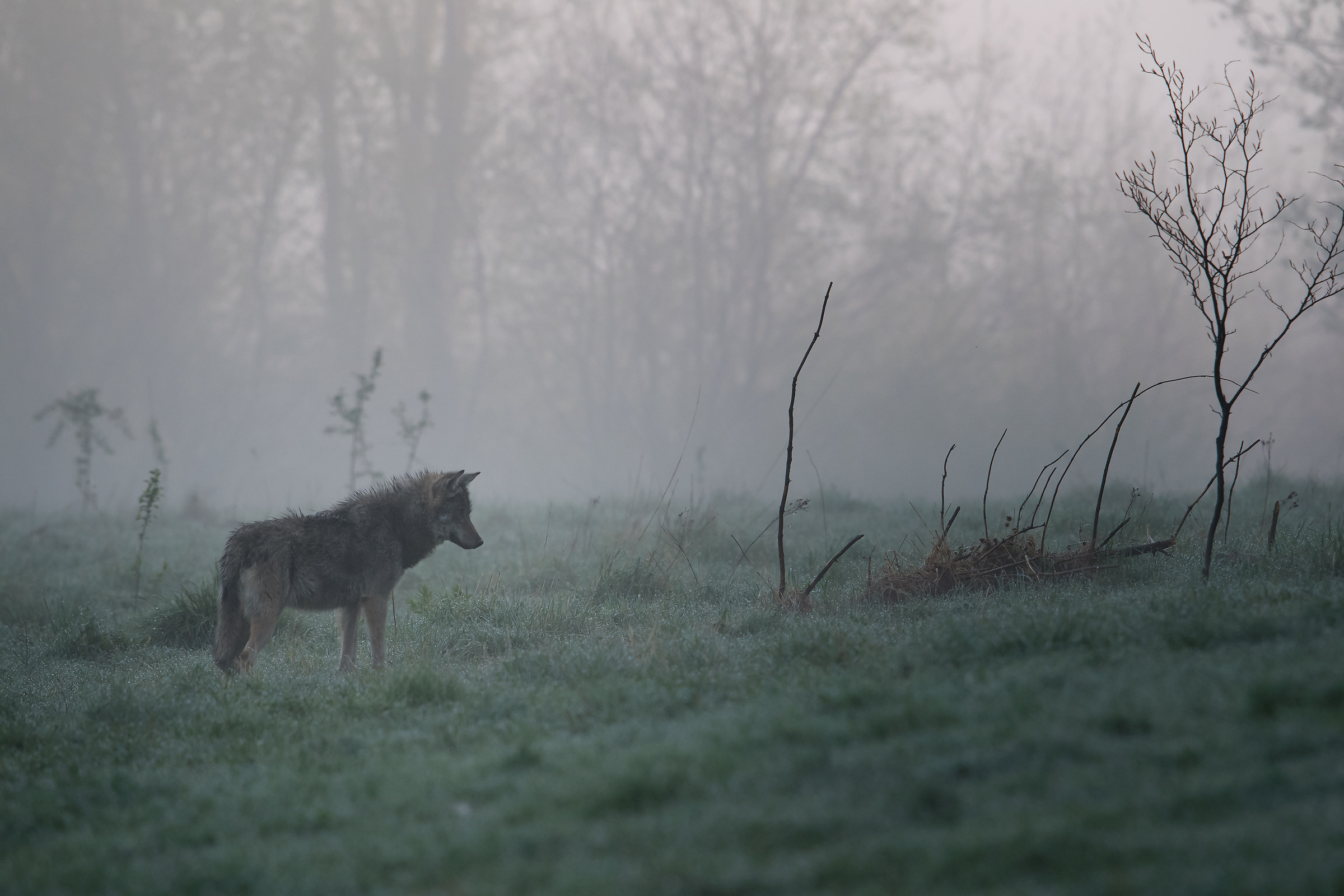 Wolf in the fog