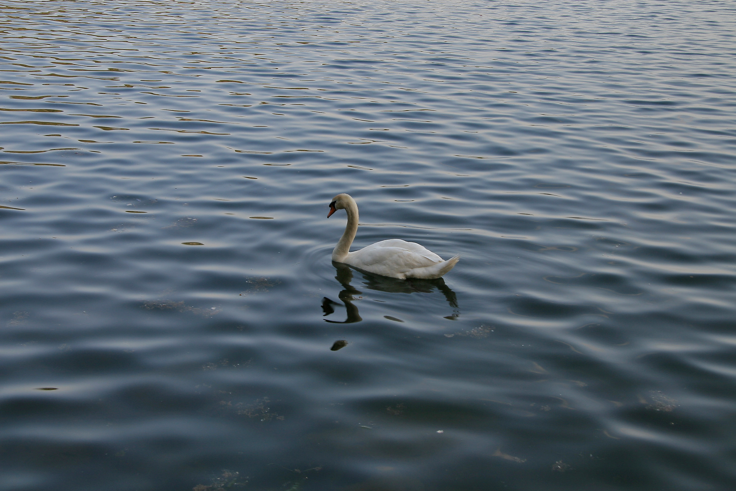Swan