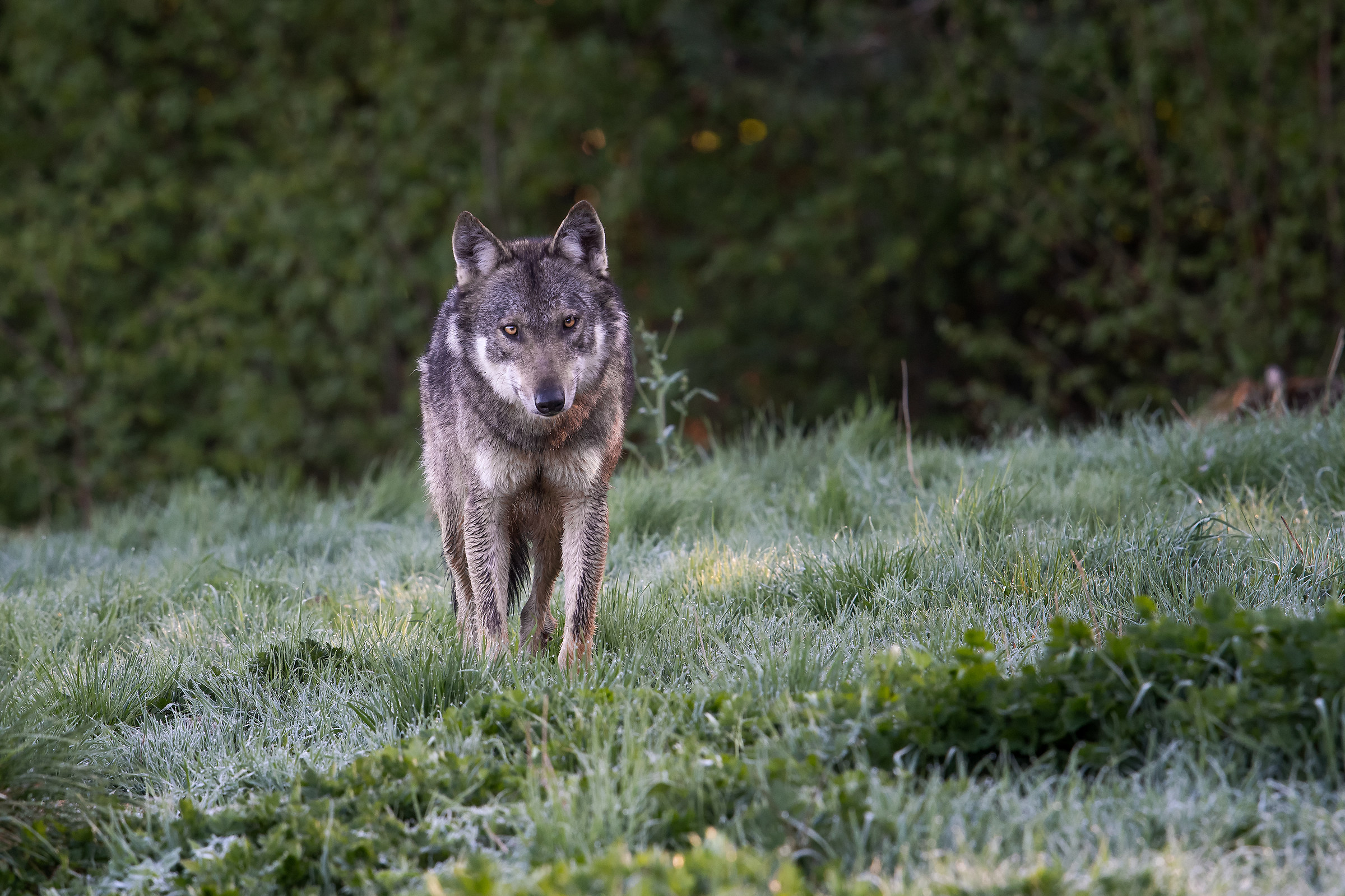 Polish Carpathian Wolf
