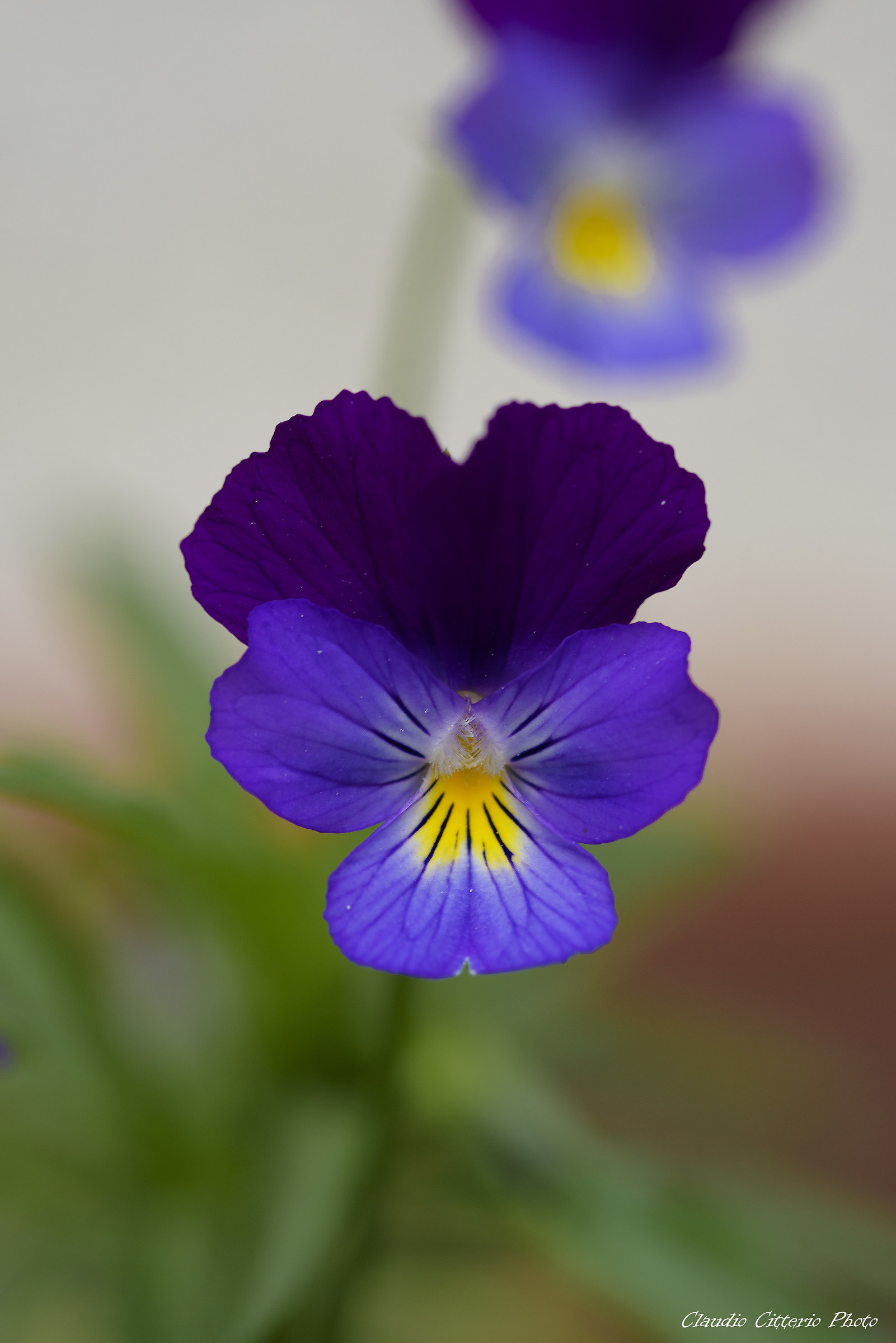 viola mammola