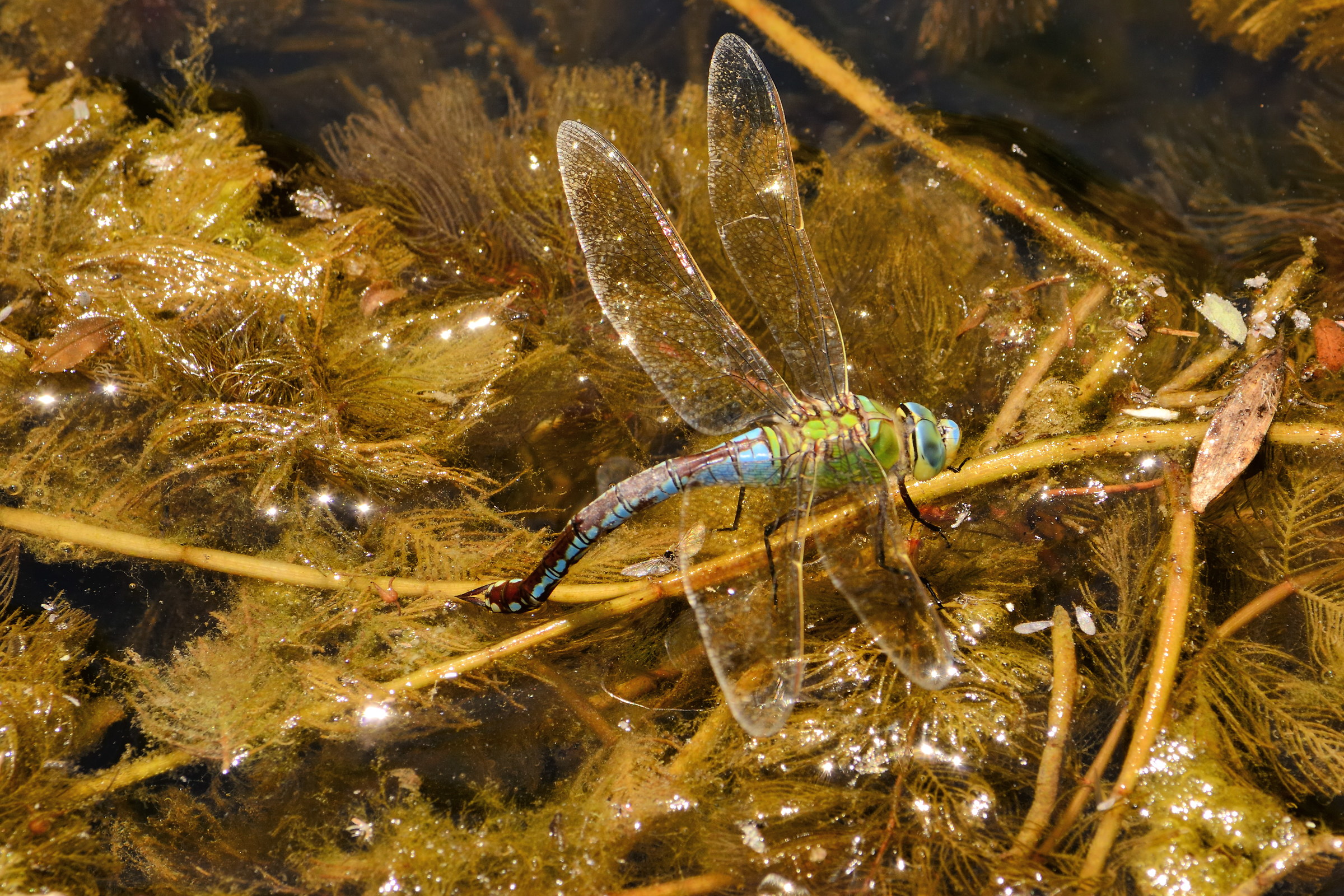 Anax Imperator