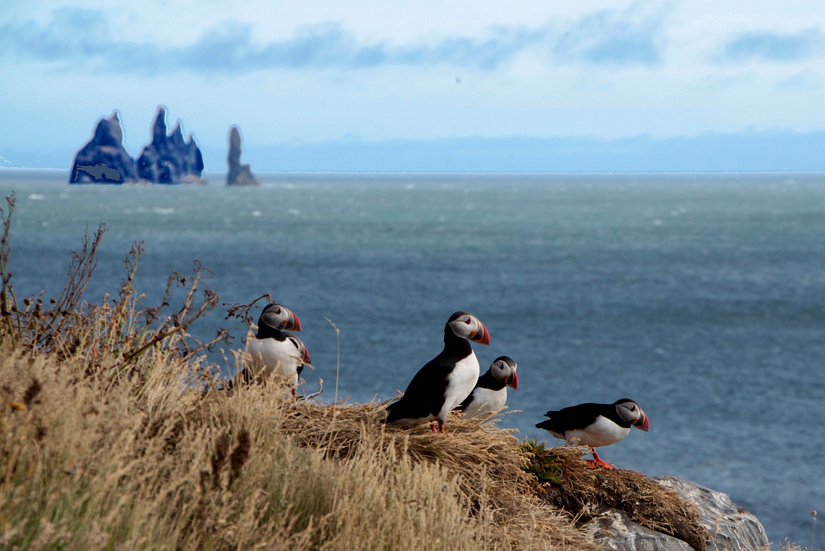 Pulcinelle di mare  e  i Faraglioni di Reynisdrangur