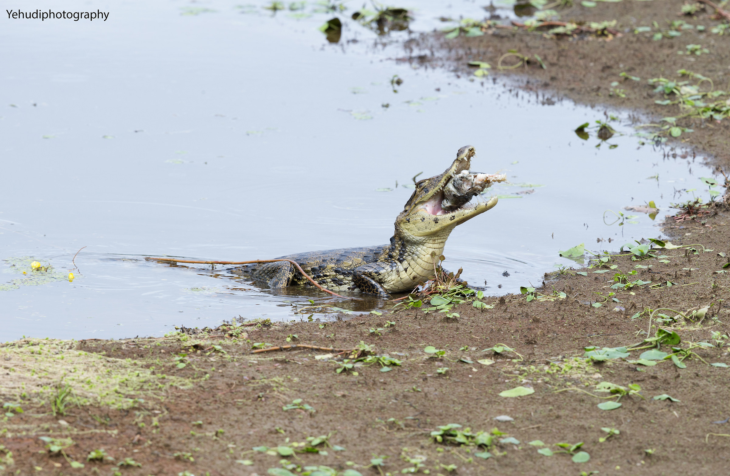 Caimano dagli occhiali