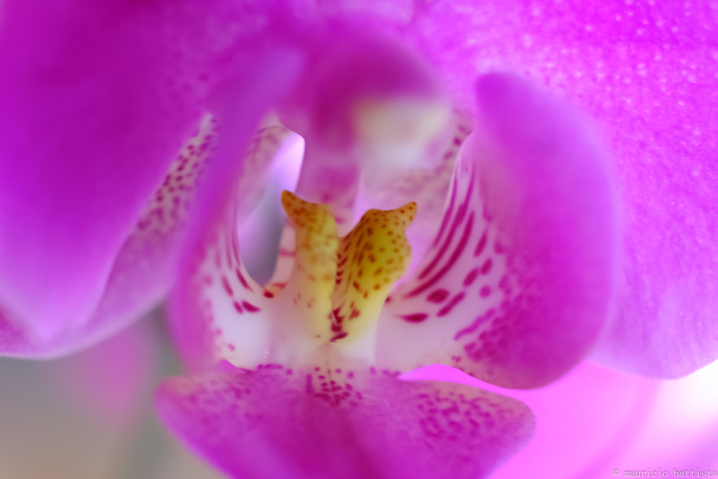 Orchidea
