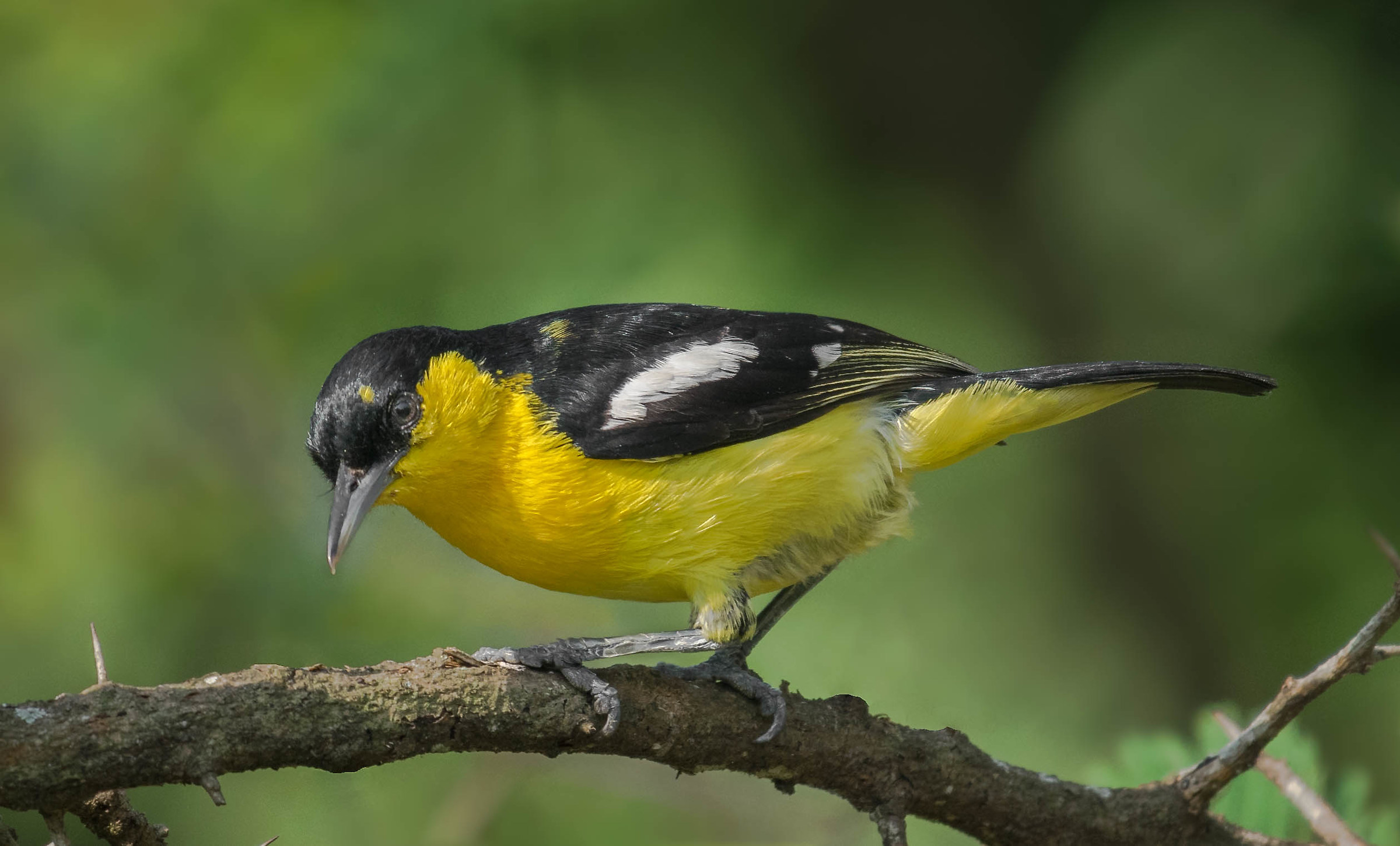 Common iora