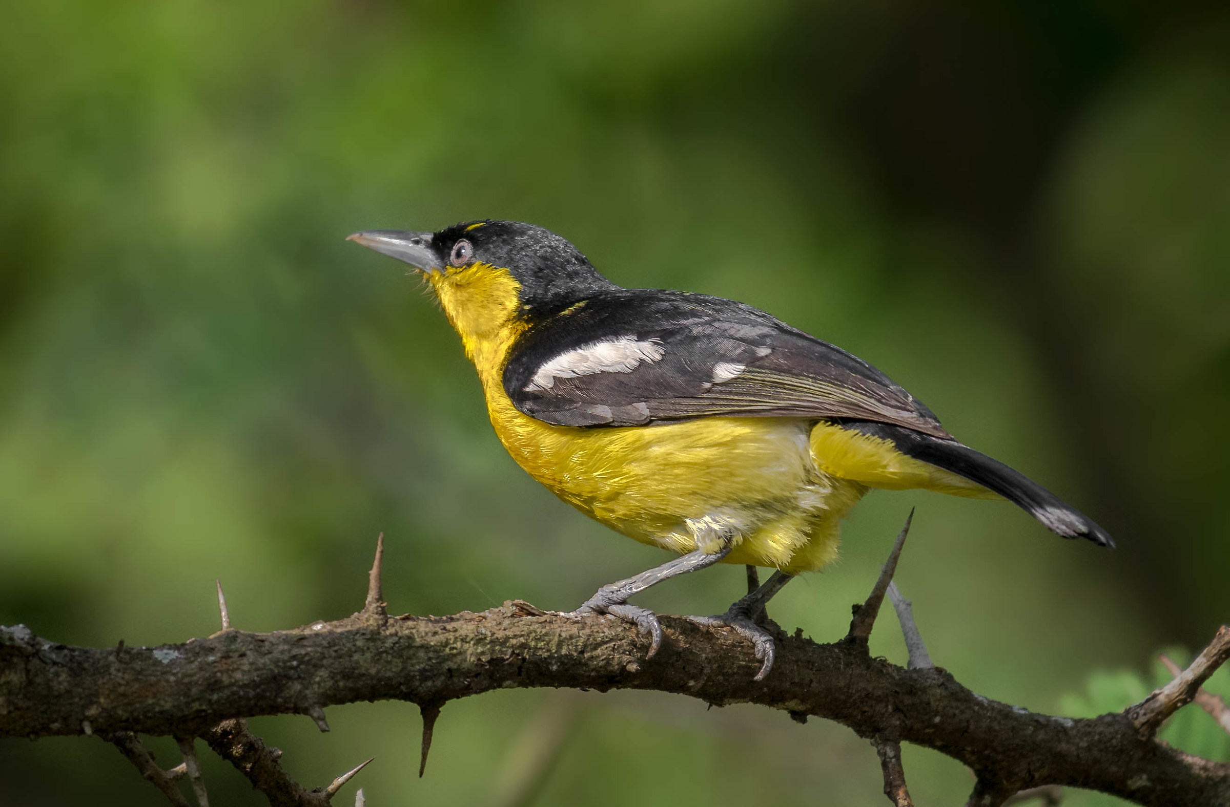 Common iora