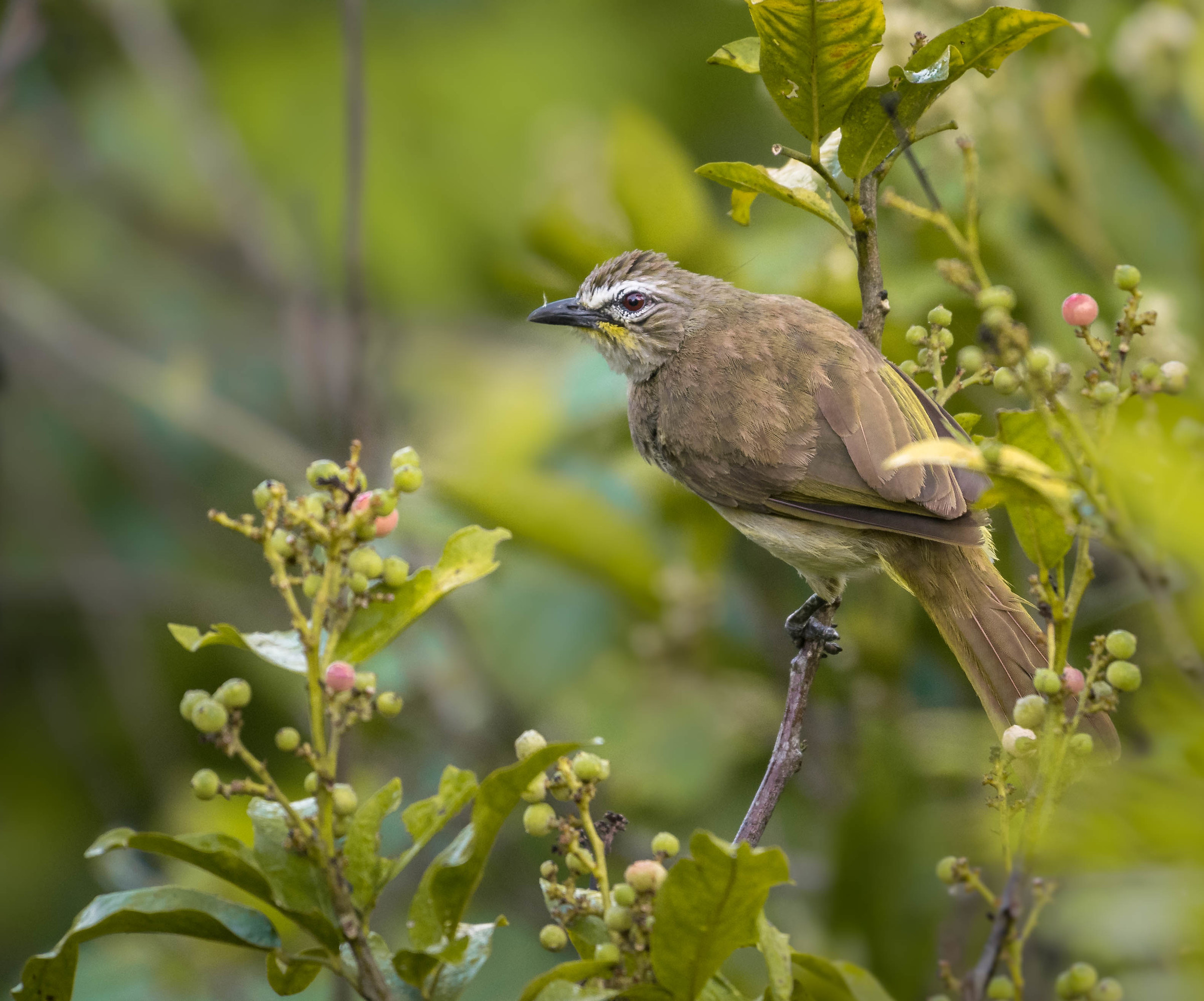 White browed bulbul