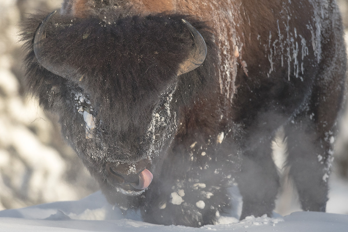 Il Respiro del Bisonte