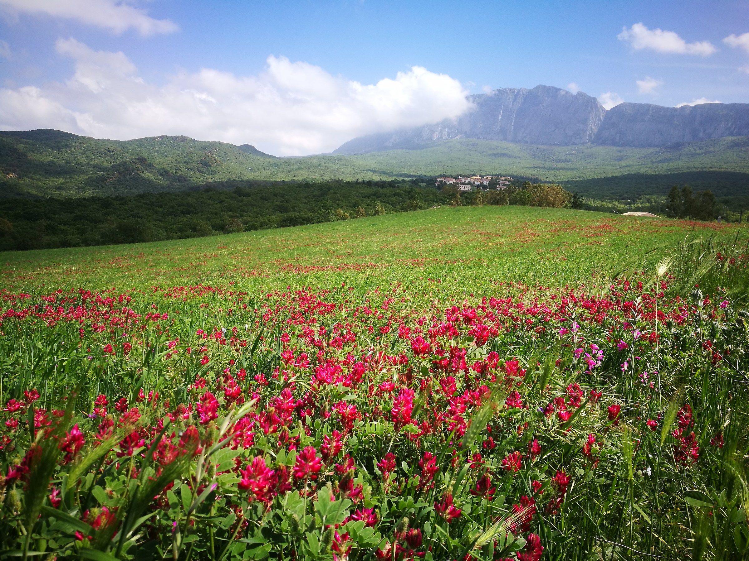 Bosco di Ficuzza (pa)