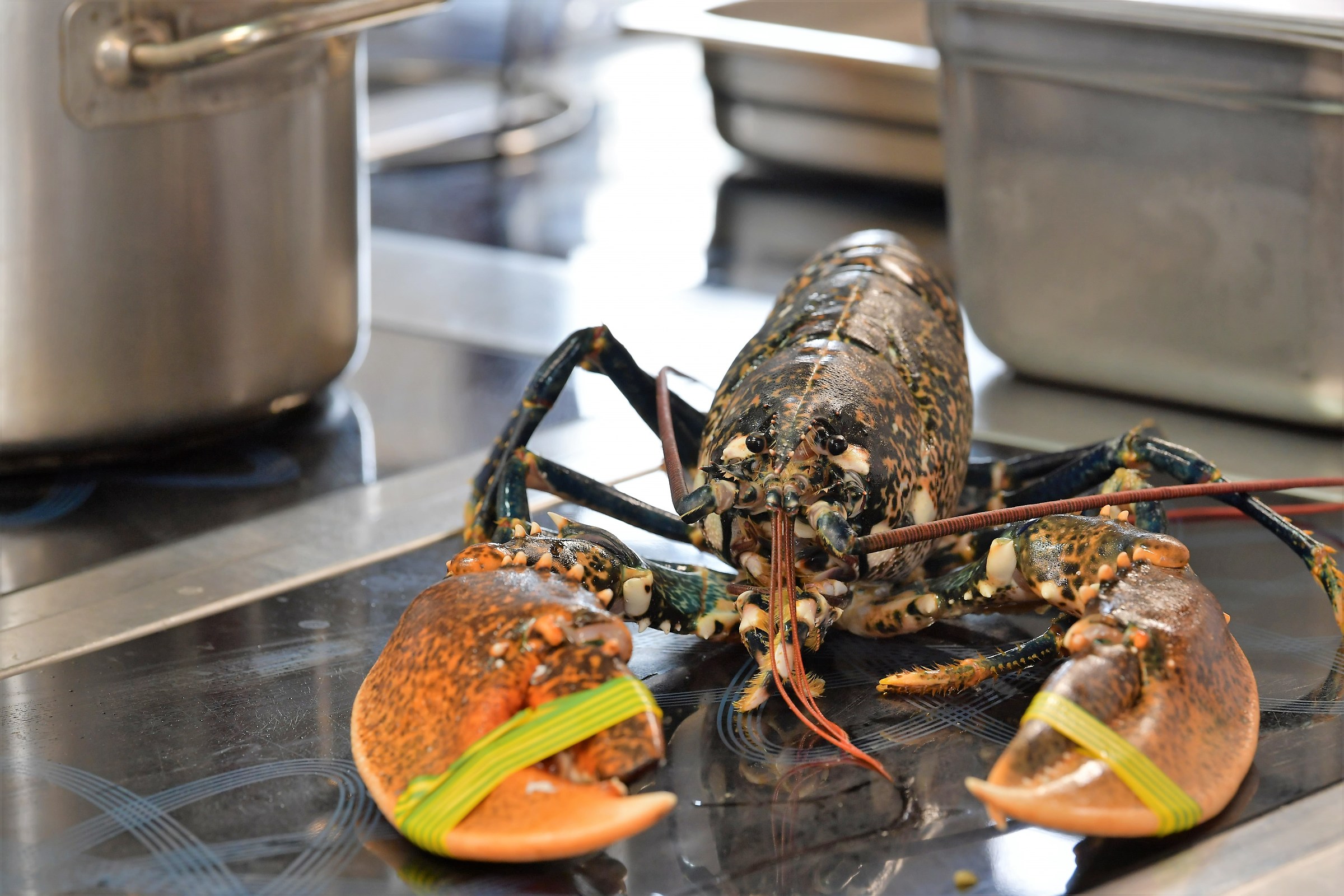 Today I cook a Homarus gammarus (blue lobster) to catana