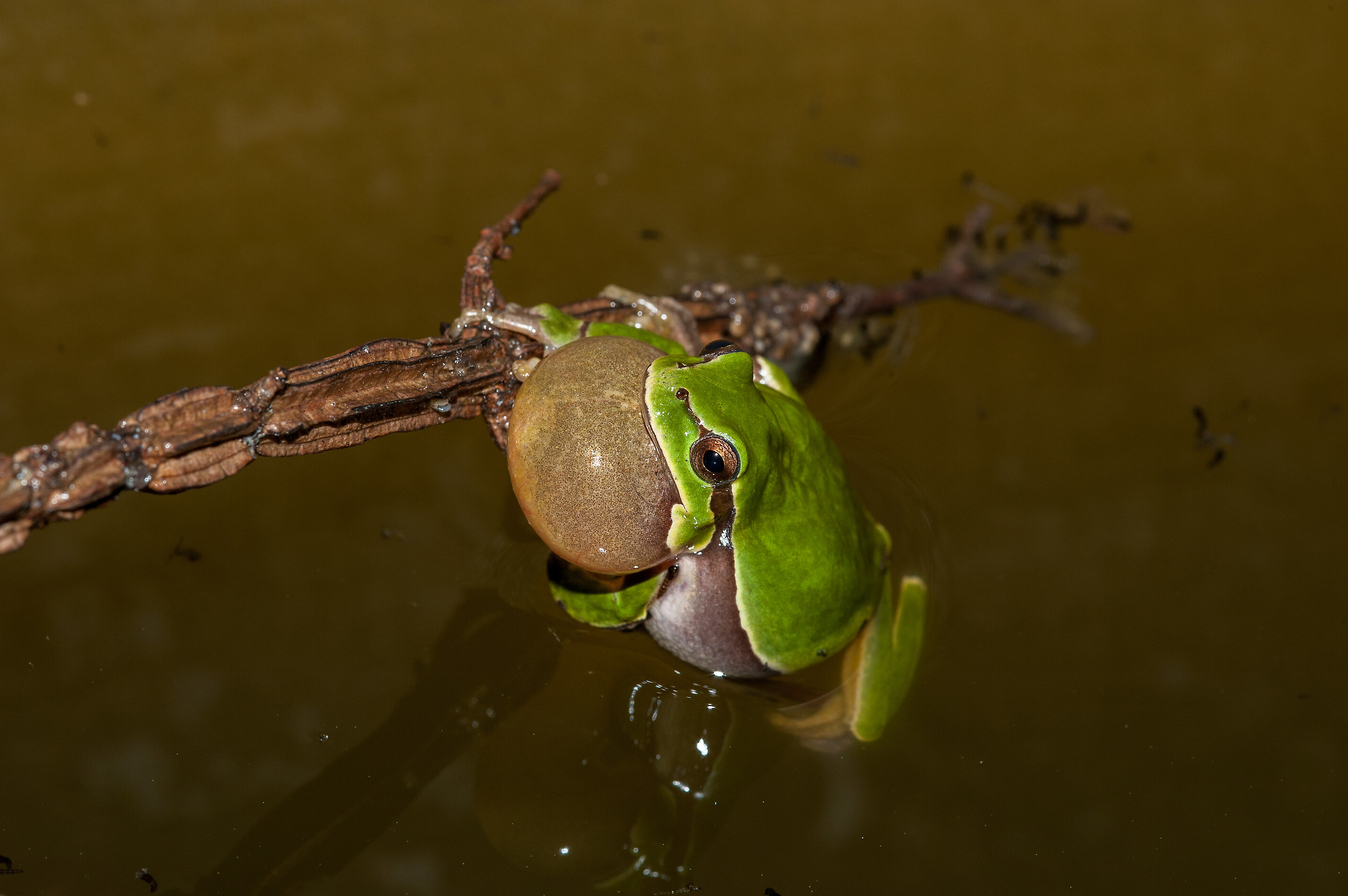 Hyla intermedia in singing