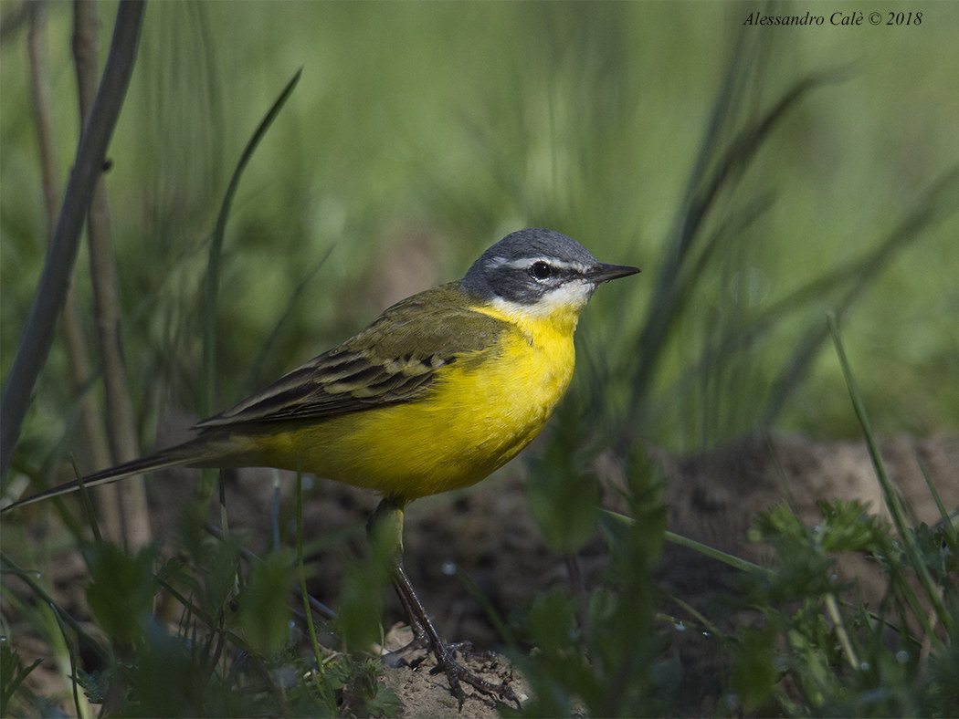 Motacilla flava (Cutrettola) 0570