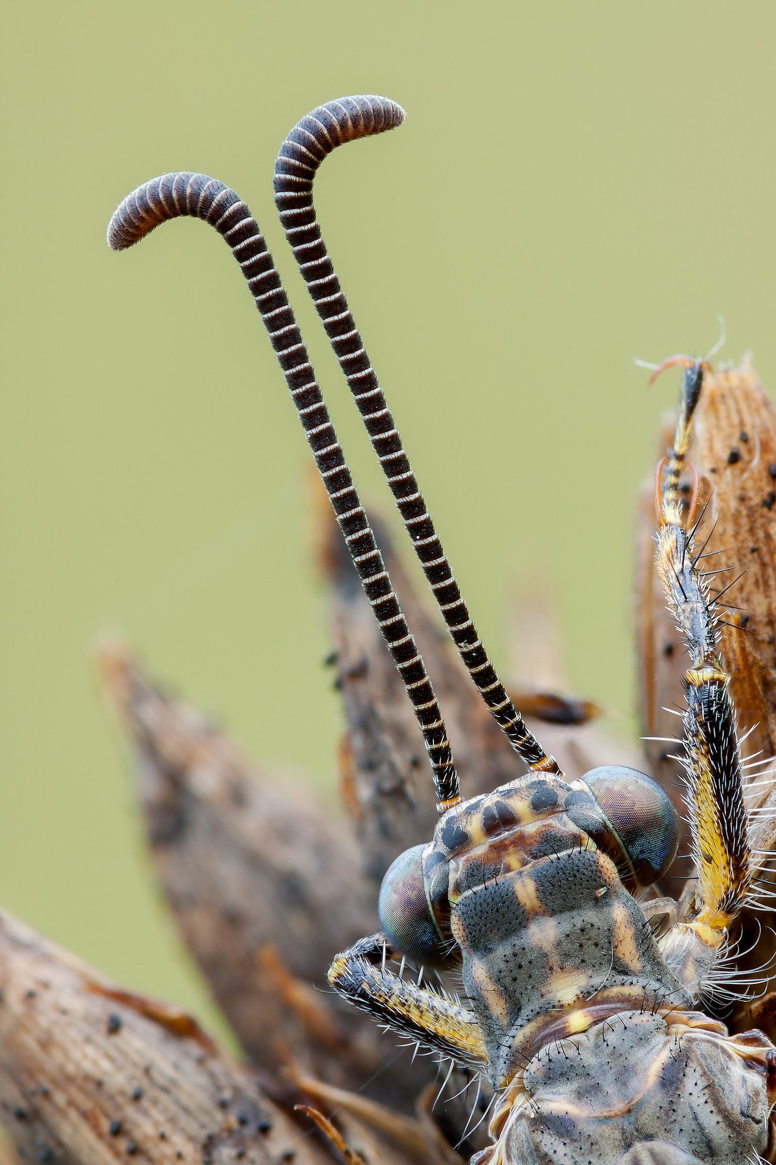 Distoleon tetragrammicus (Fabricius, 1798)