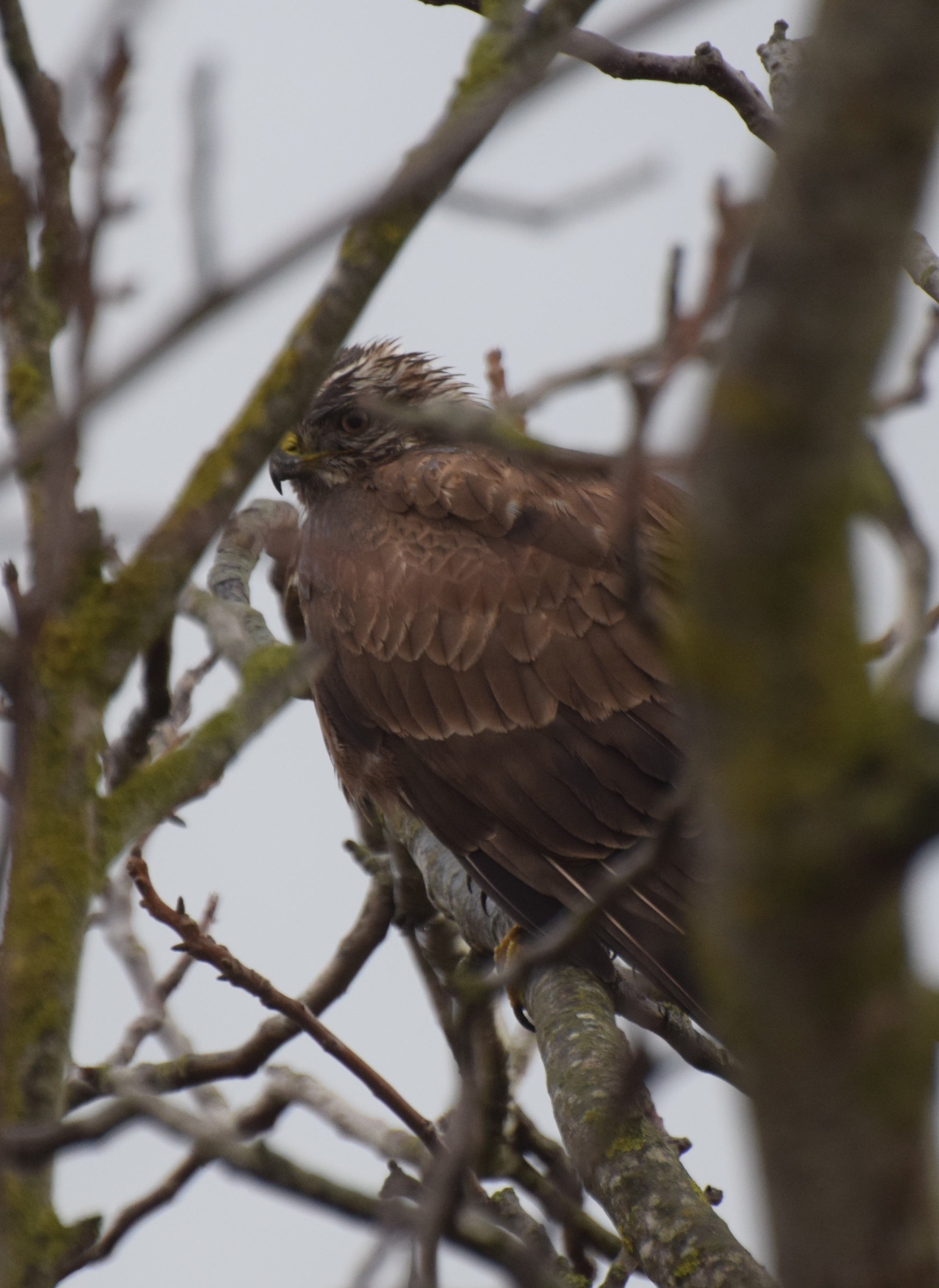 Buzzard in the rain