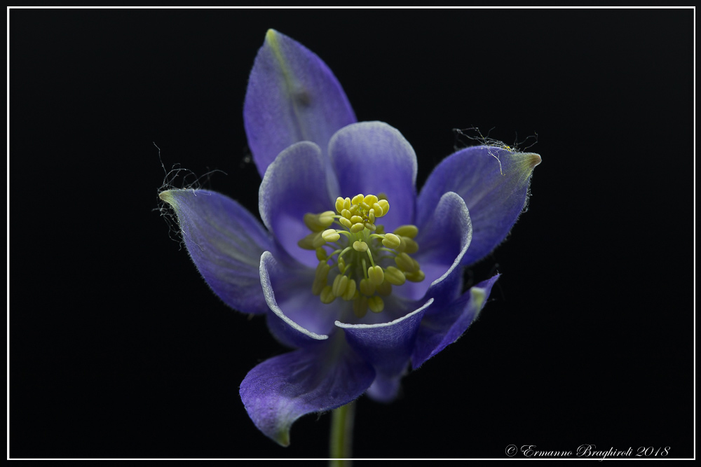 Aquilegia