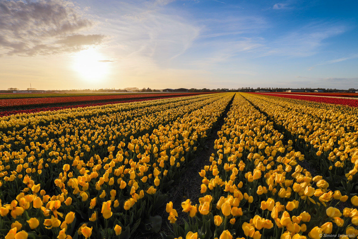 Tulips at sunset
