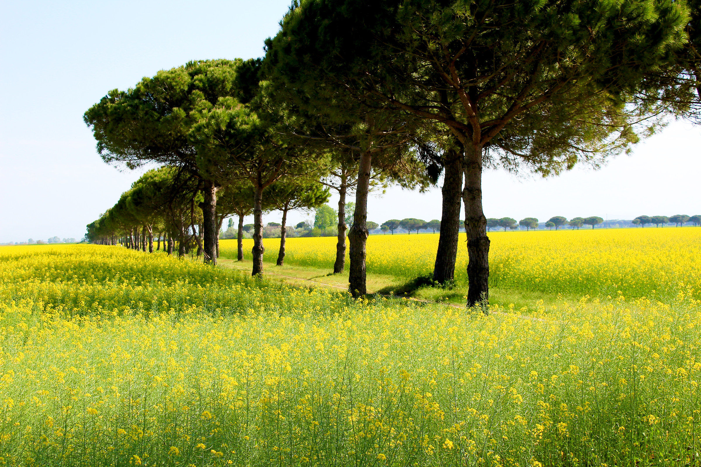 Campaign of Lido Adriano