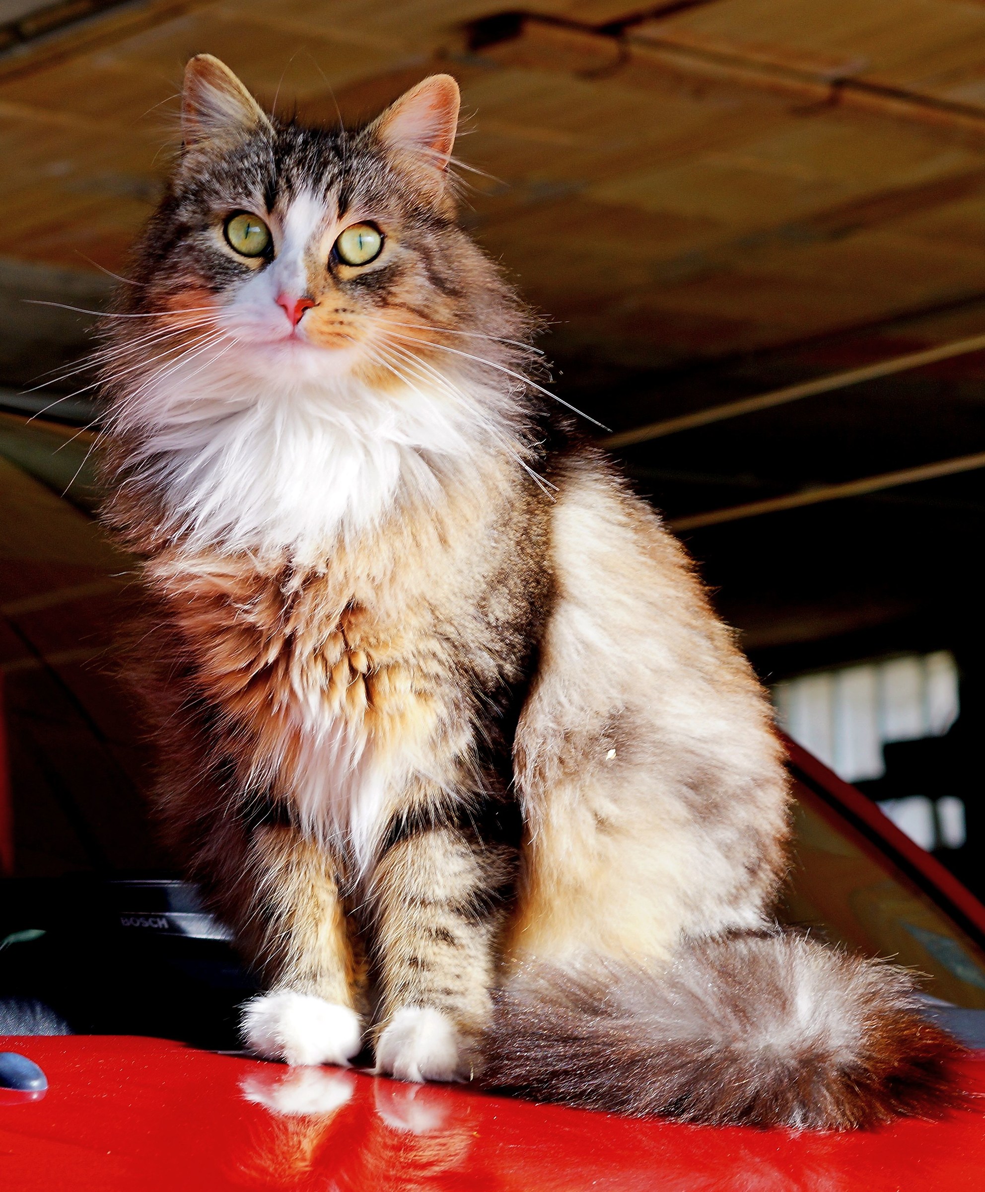 I present .... the Birba