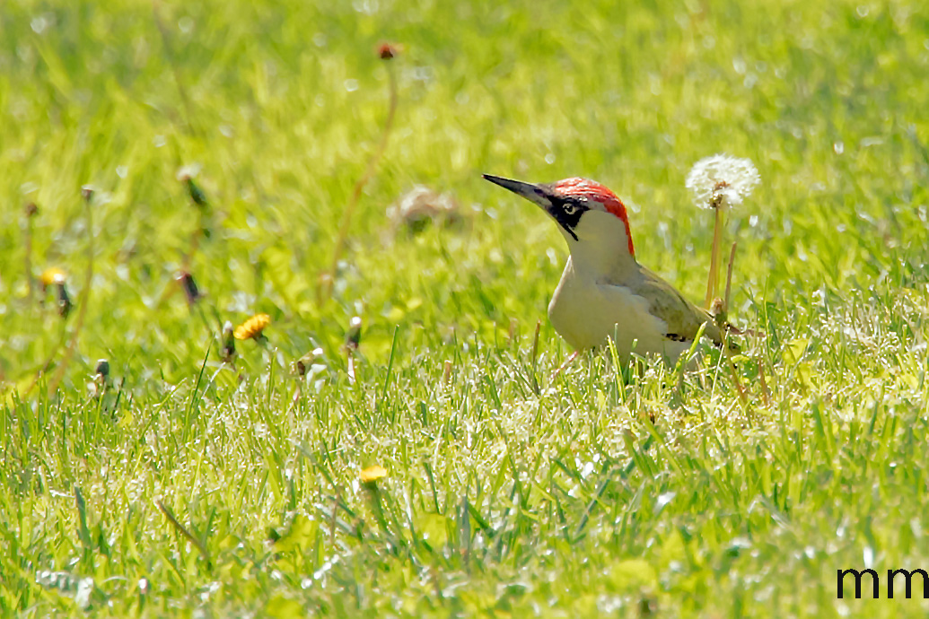 il verde e il soffione