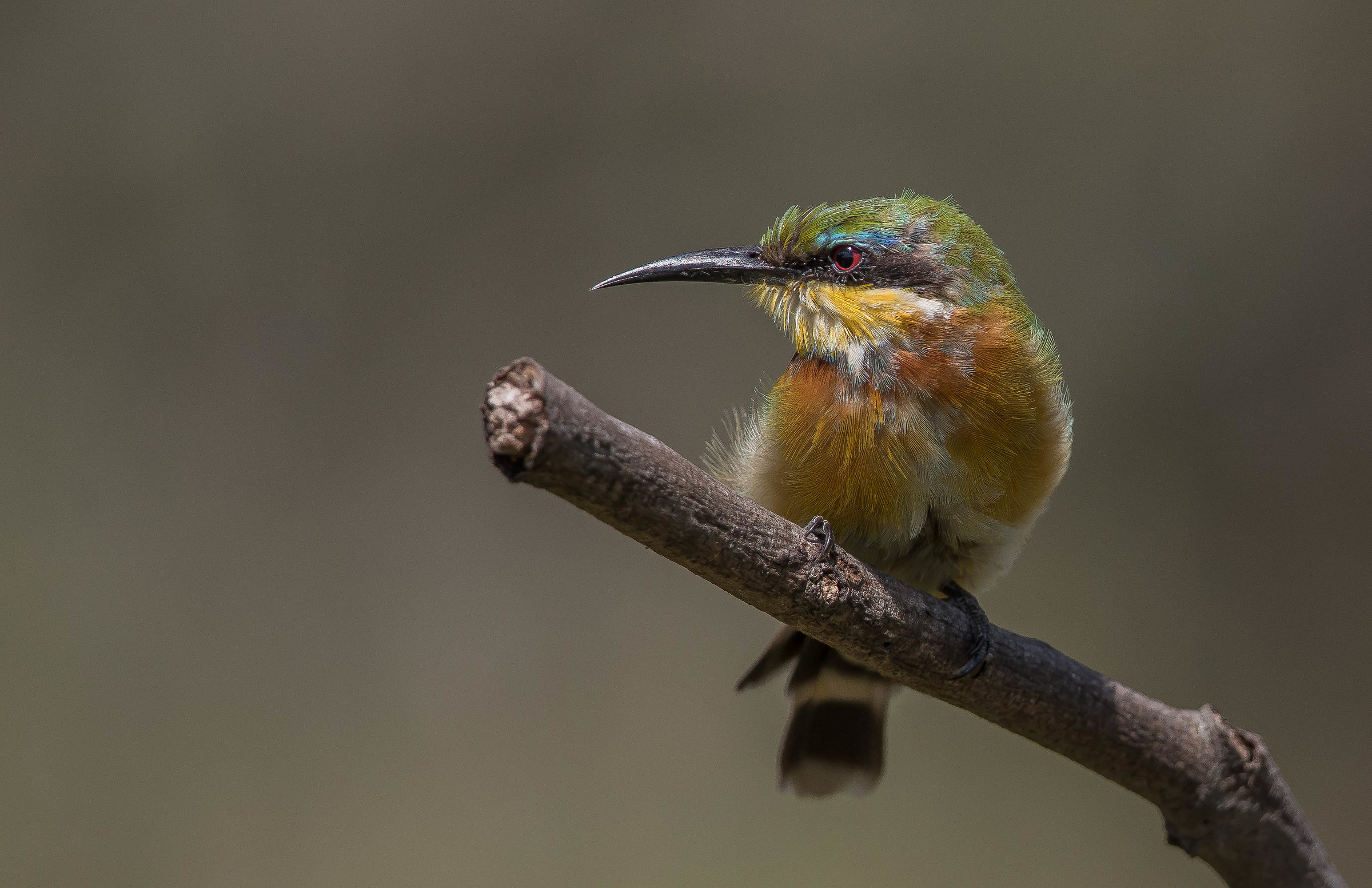 little bee eater
