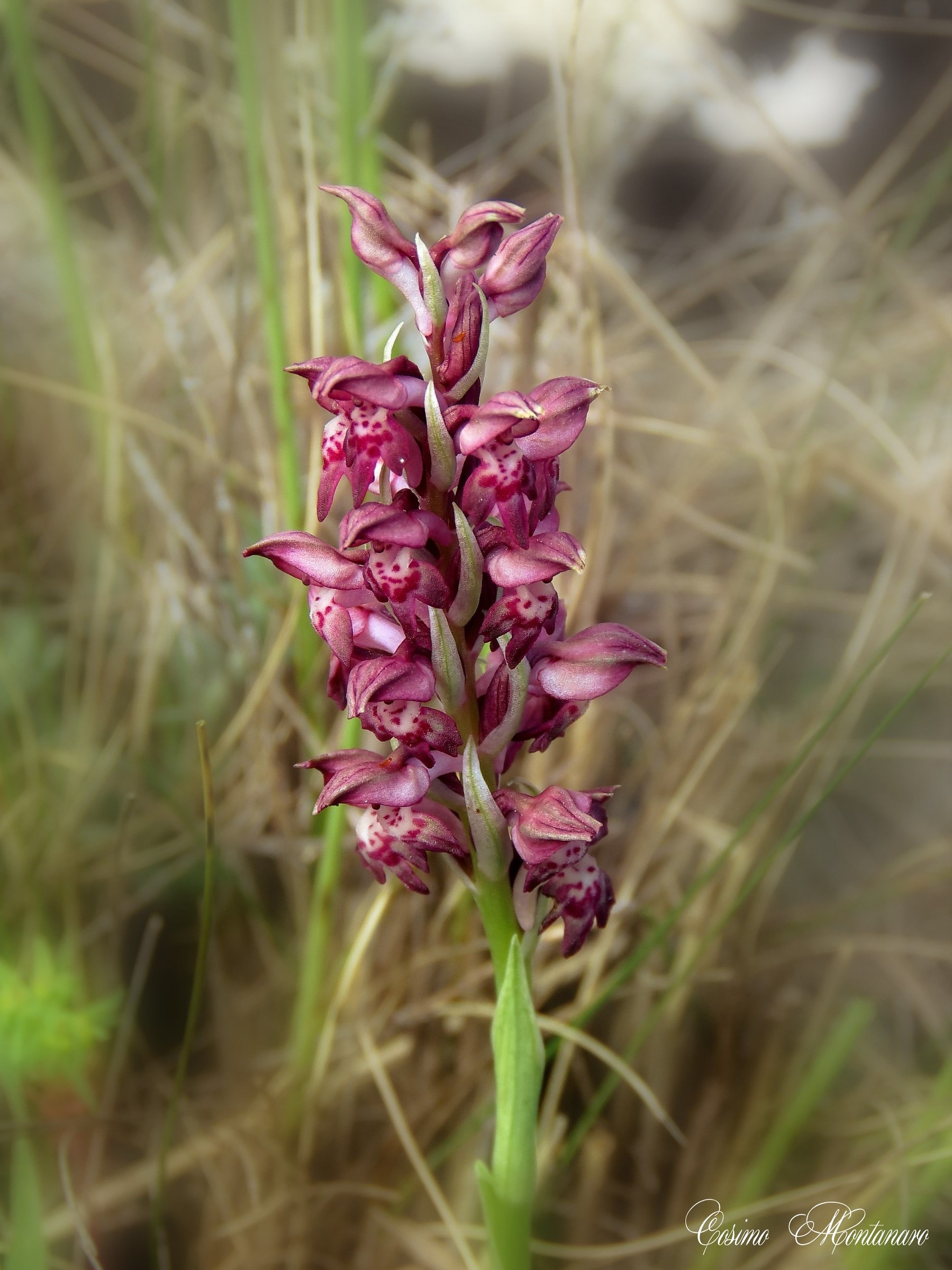 Anacamptis coriophora