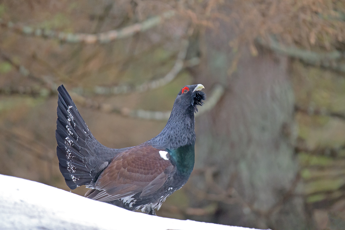 Capercaillie