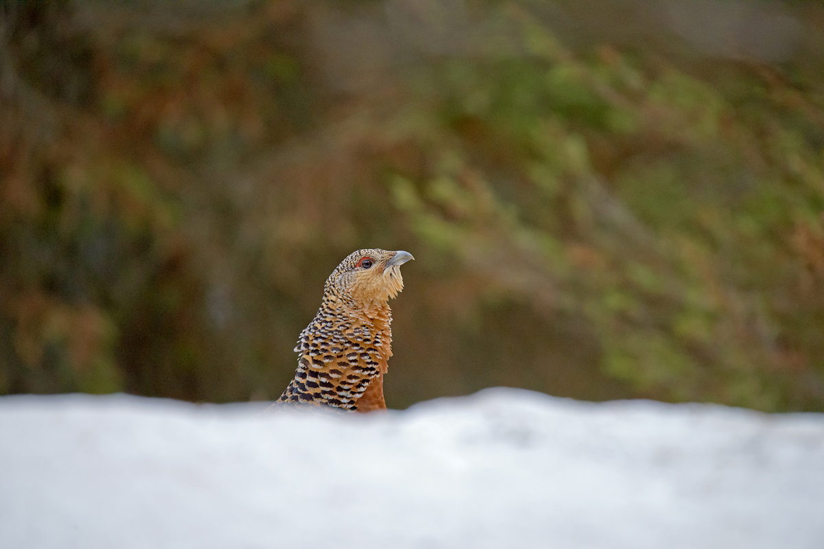 Grouse female
