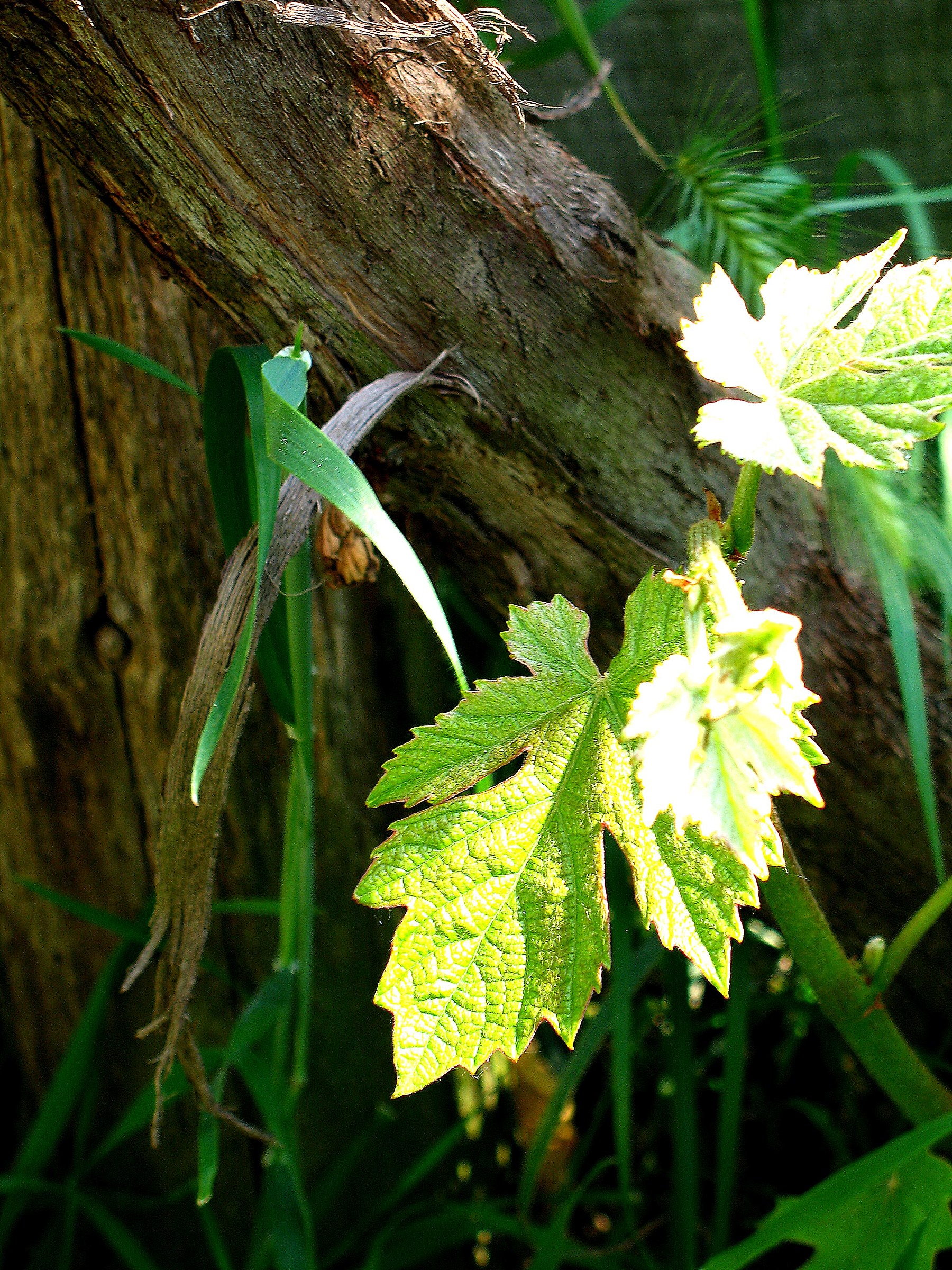 Ray of light in the Woods