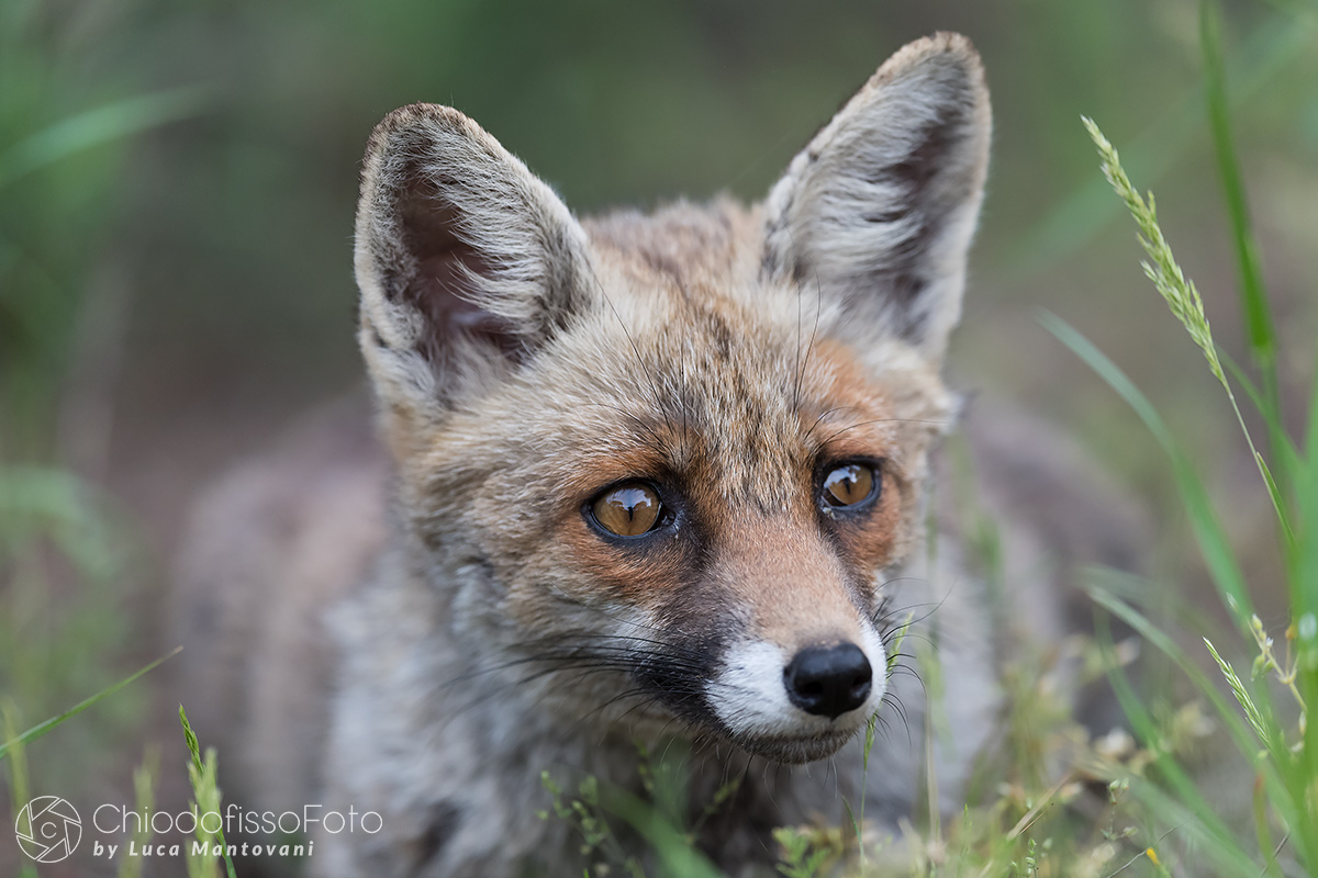 Gli occhi della volpetta