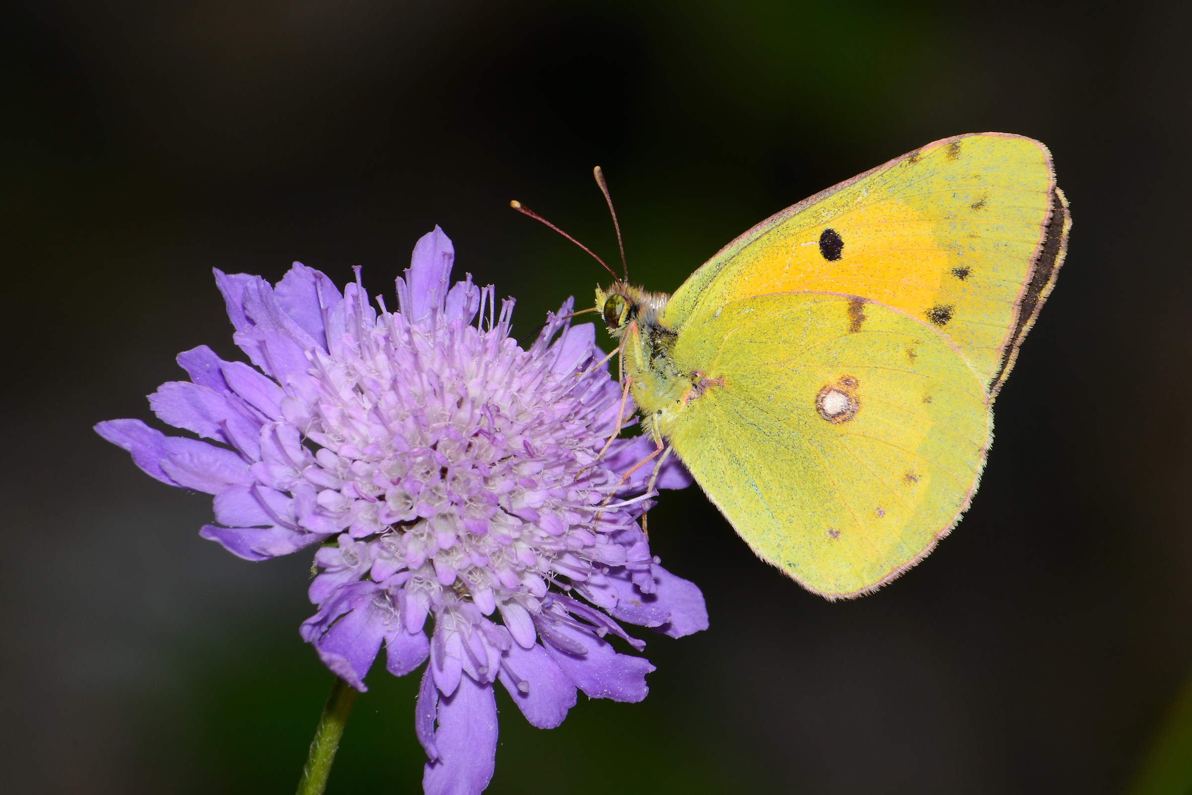 Colias crocea