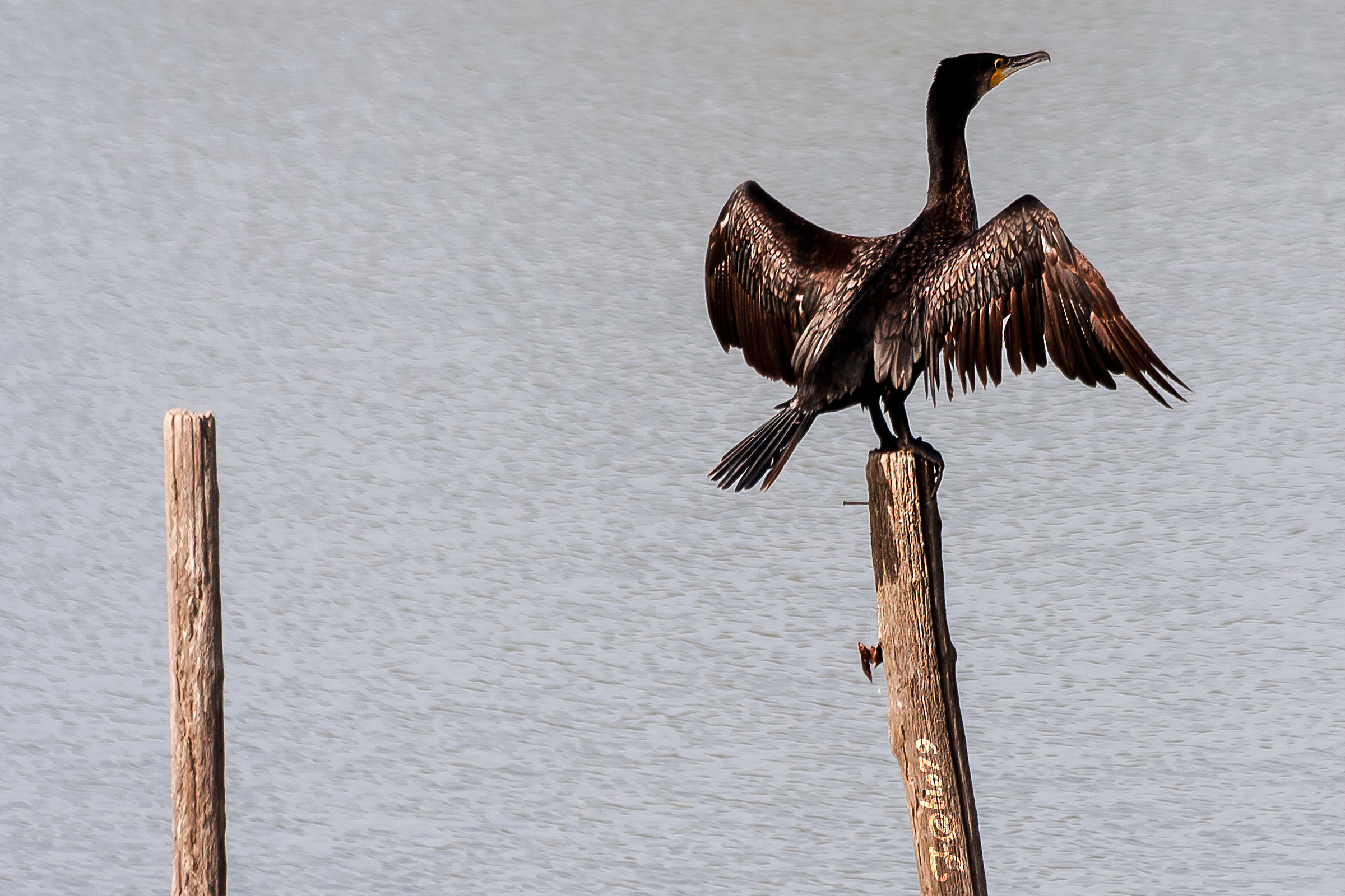 Il Killer e la sua armatura