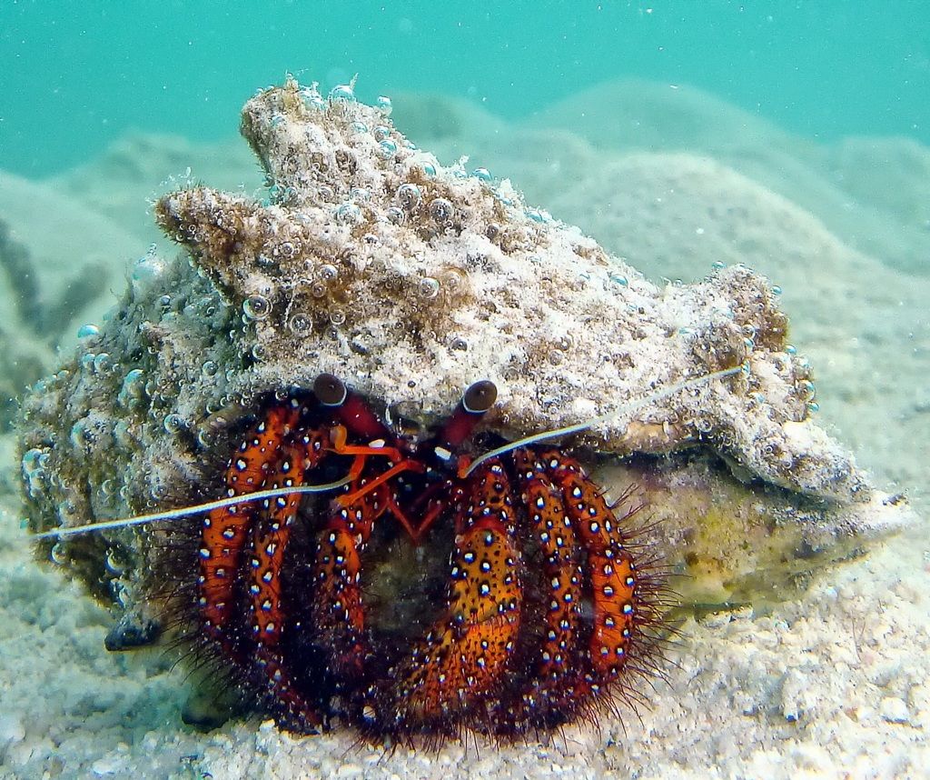 Hermit crab