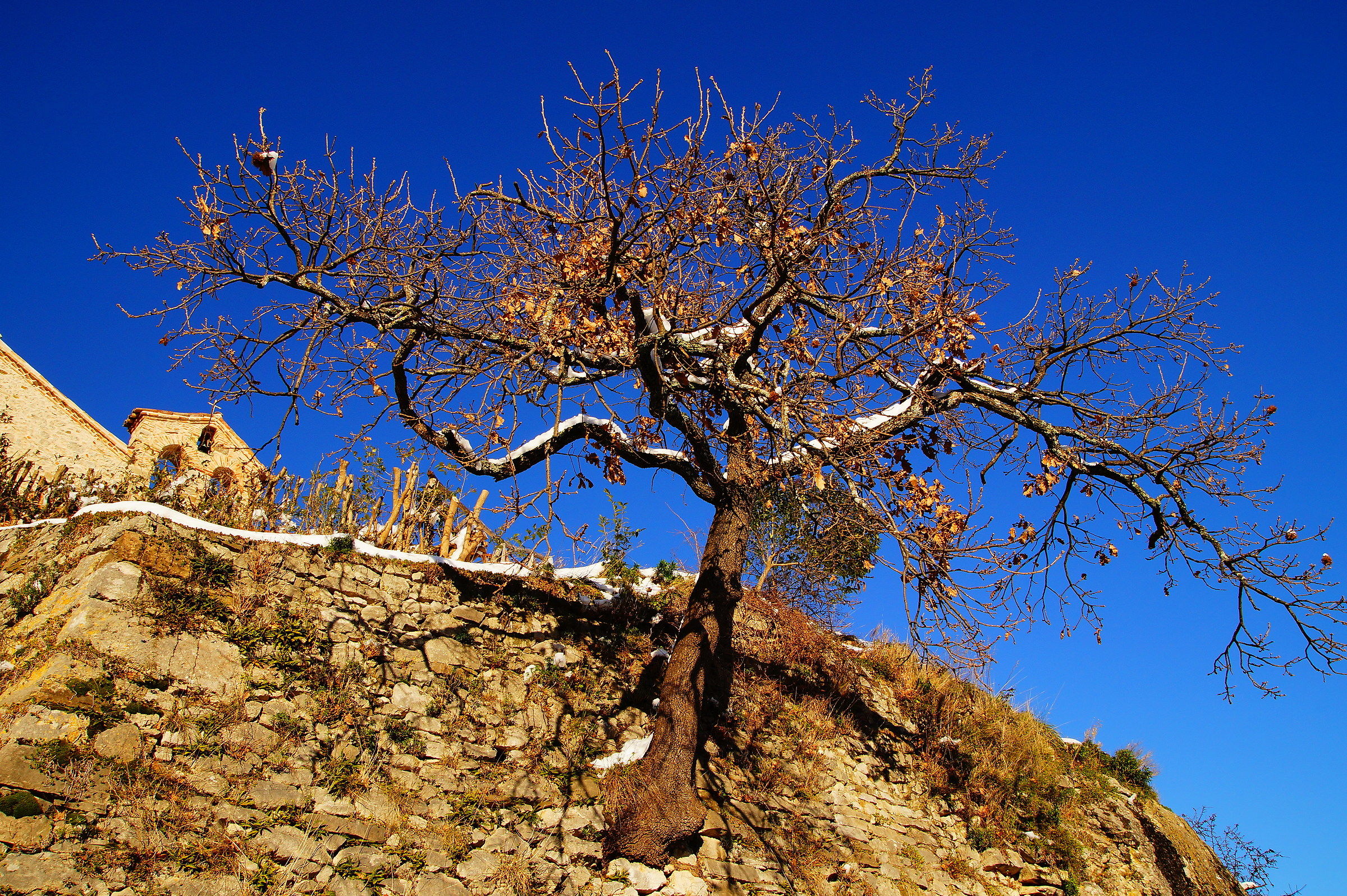 Albero conficcato nel muro