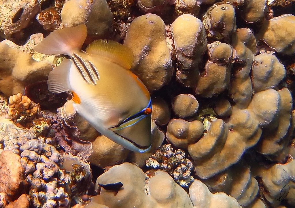 Picasso trigger fish