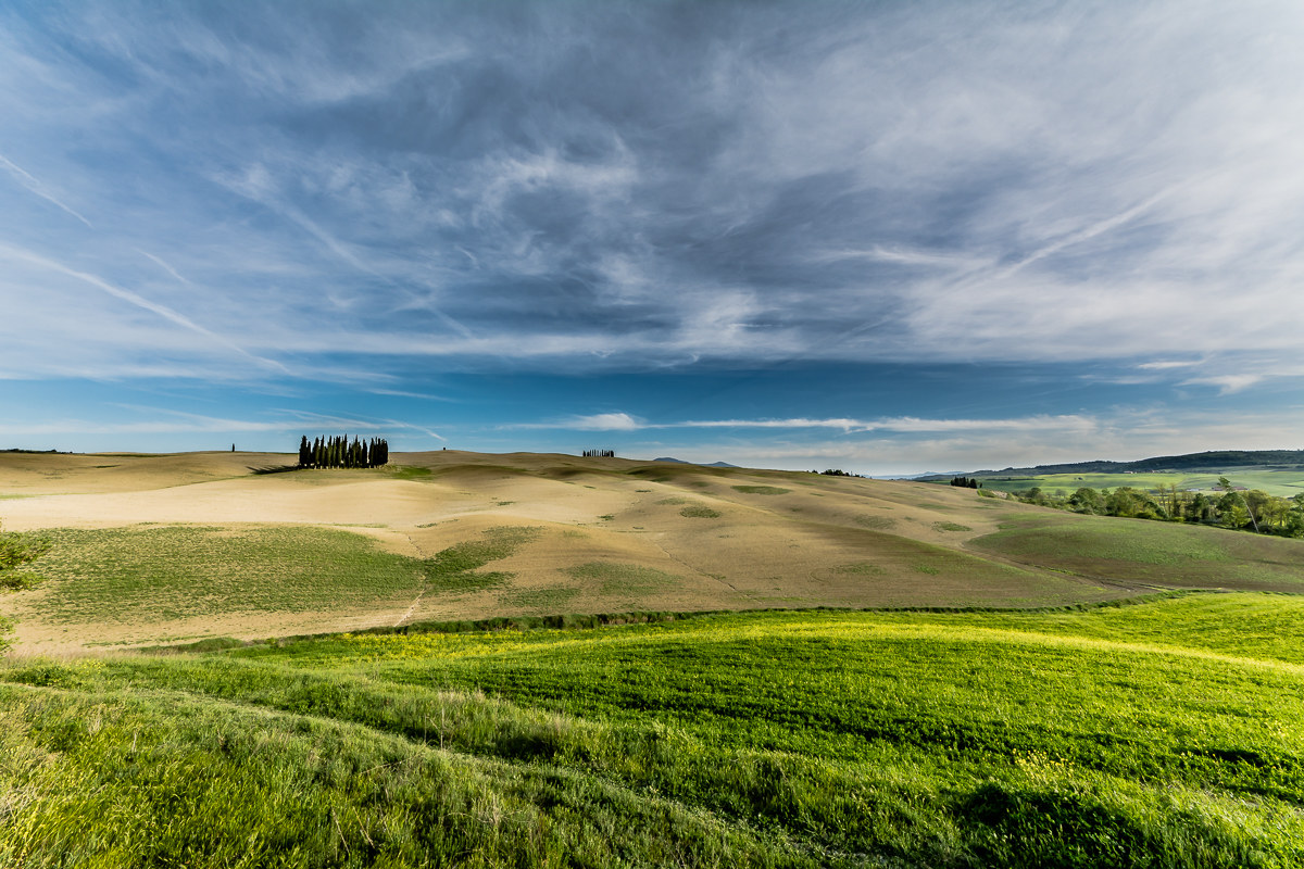 Cipressi a San Quirico d'Orcia