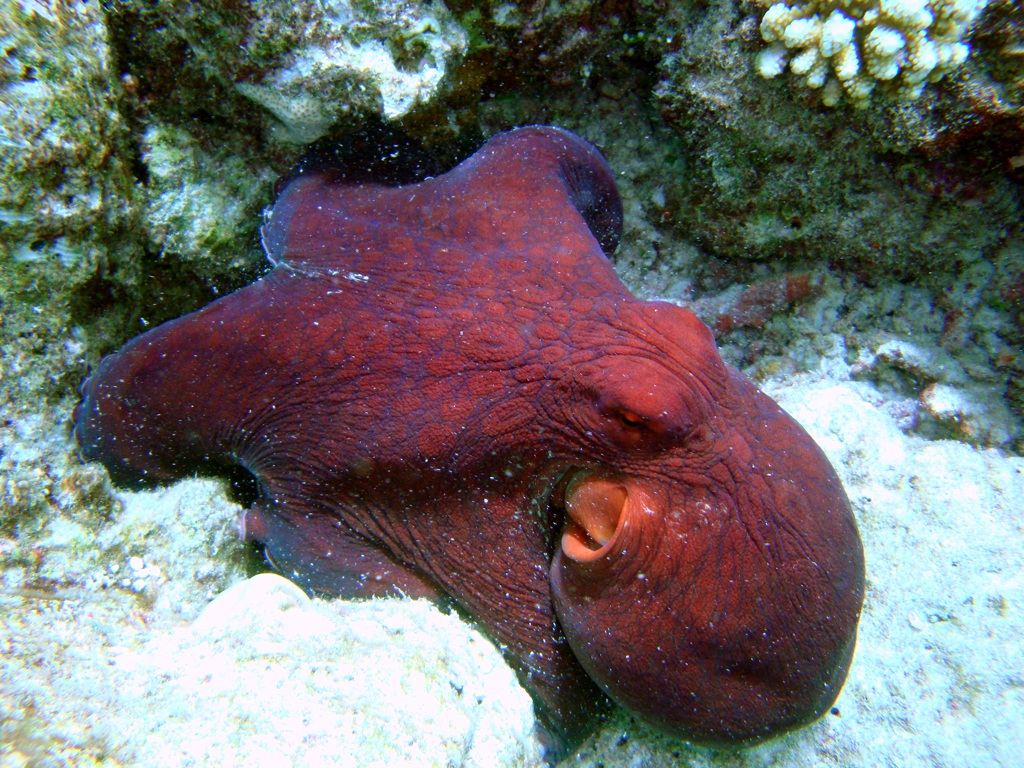 Octopus
