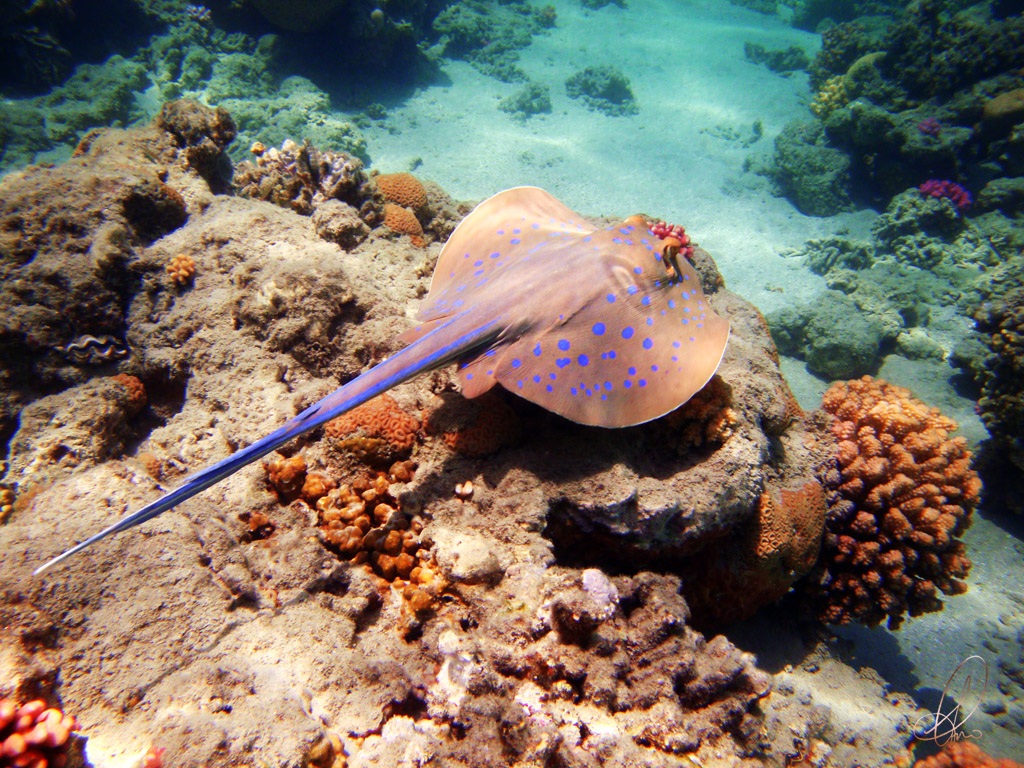 Blue spotted stingray