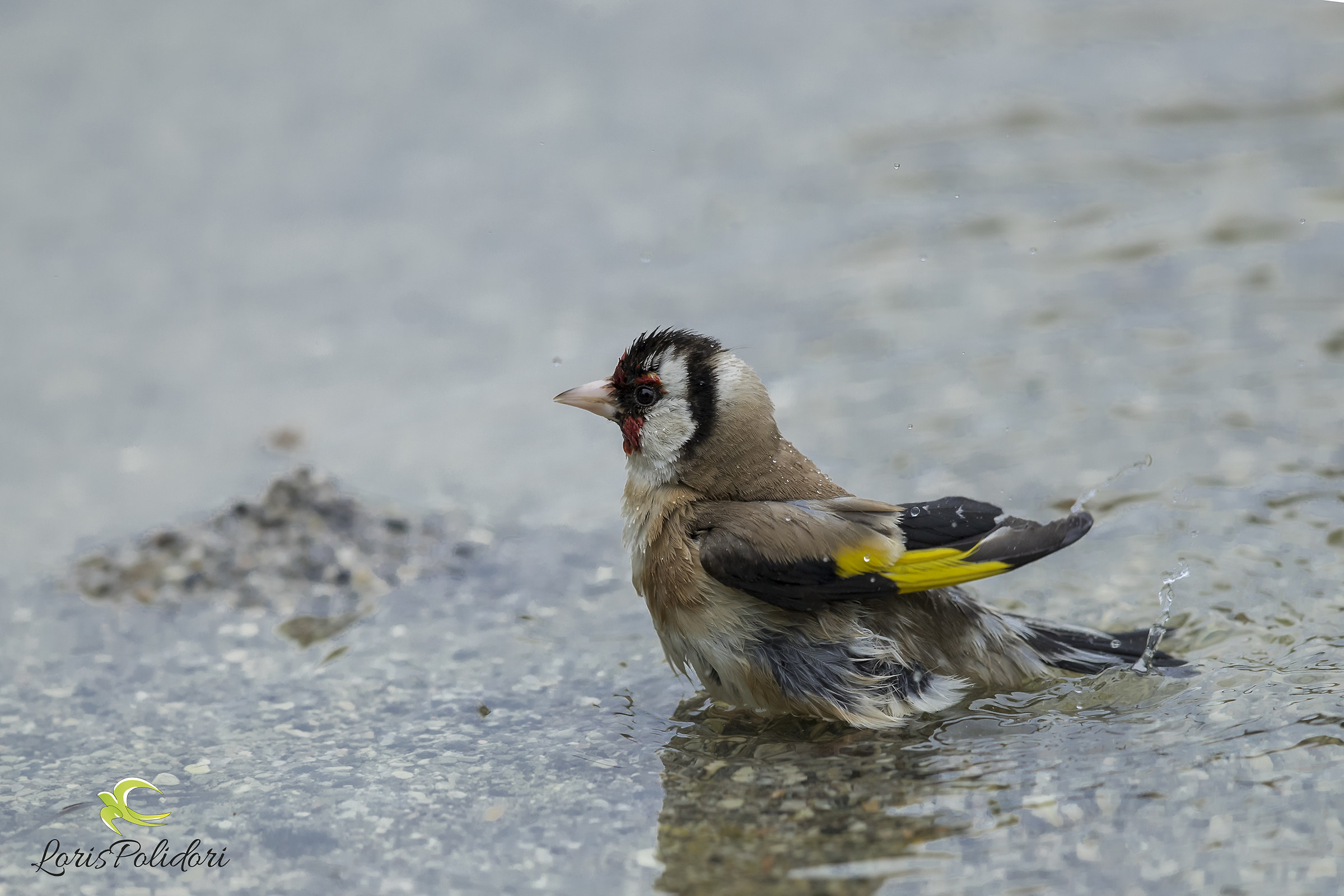 The goldfinch it refreshes