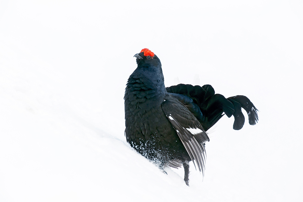 black grouse