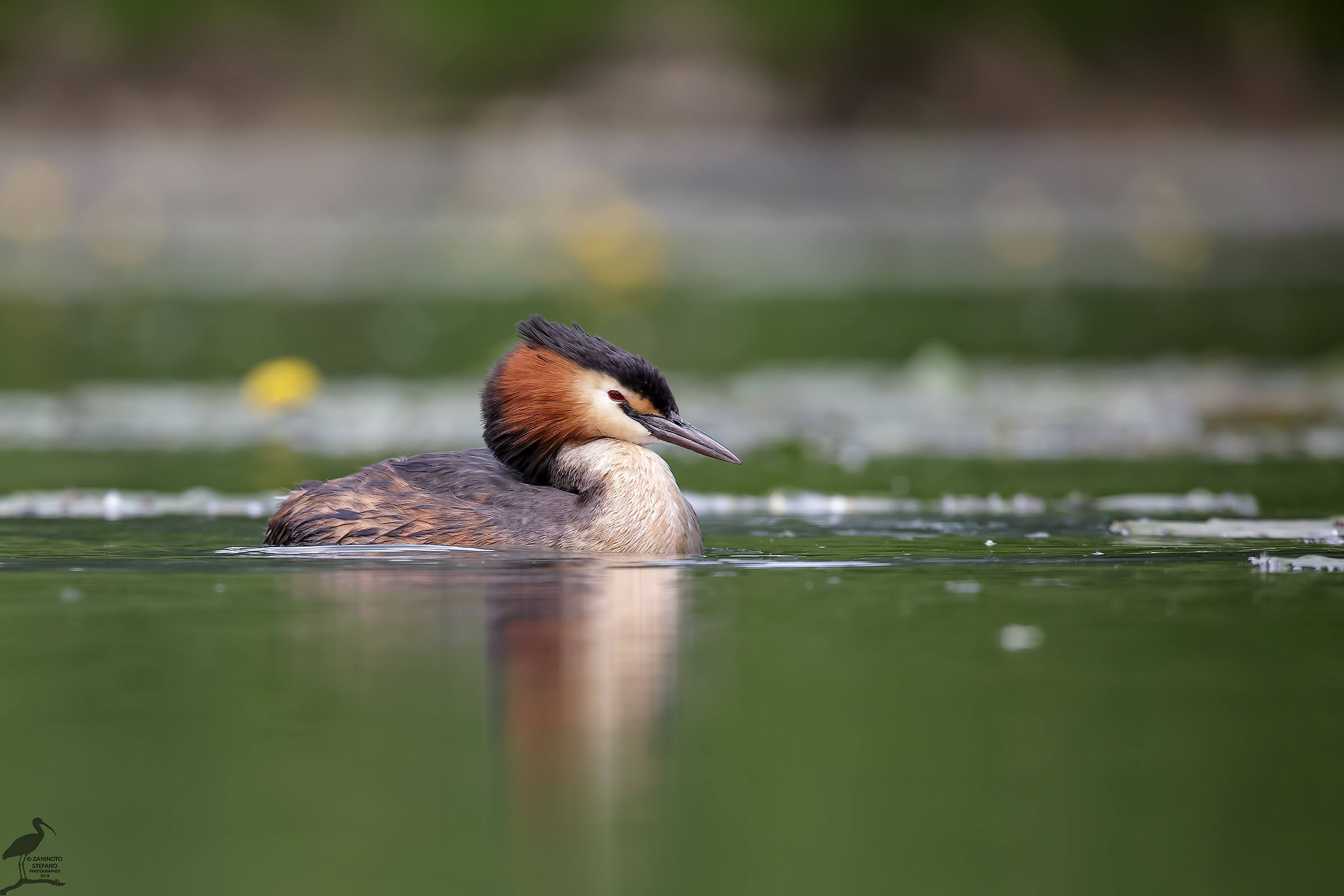 Great Crested Grebe