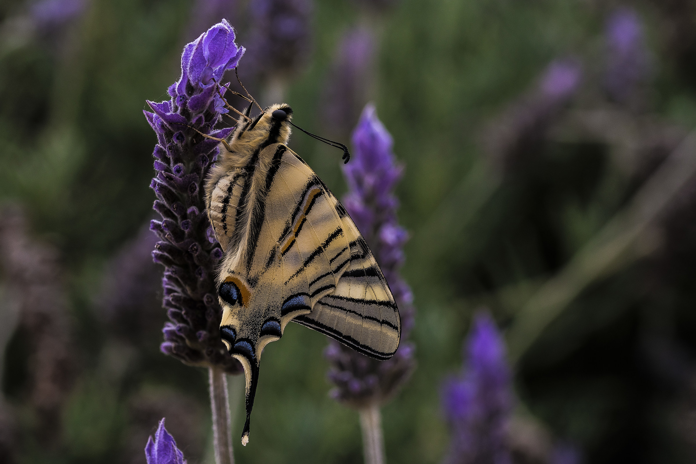 Iphiclides Podalirius