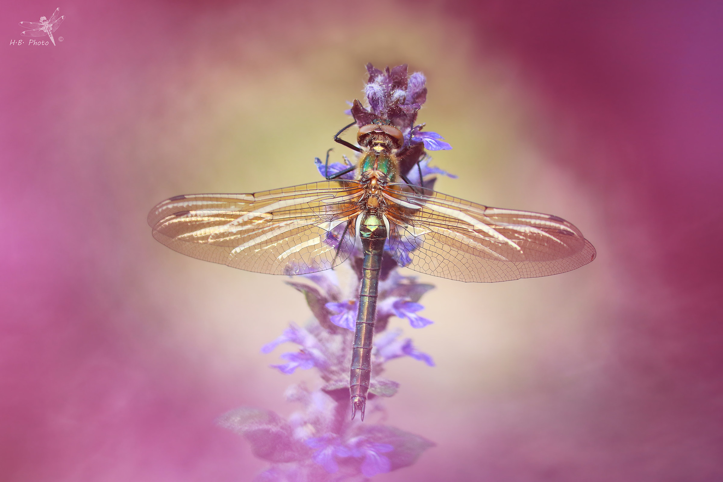 Cordulia aenea, femmina, neonato