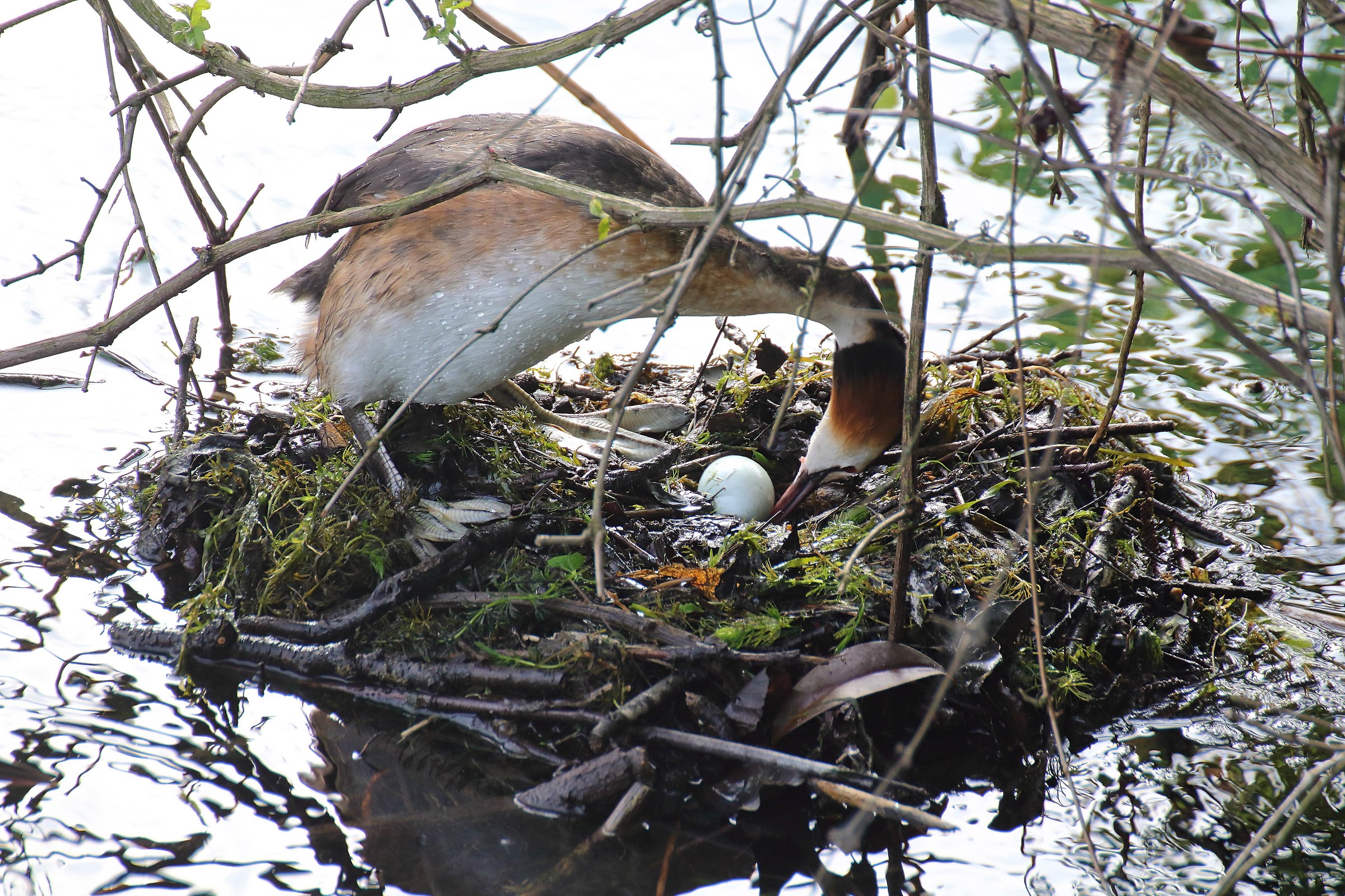 New life coming soon