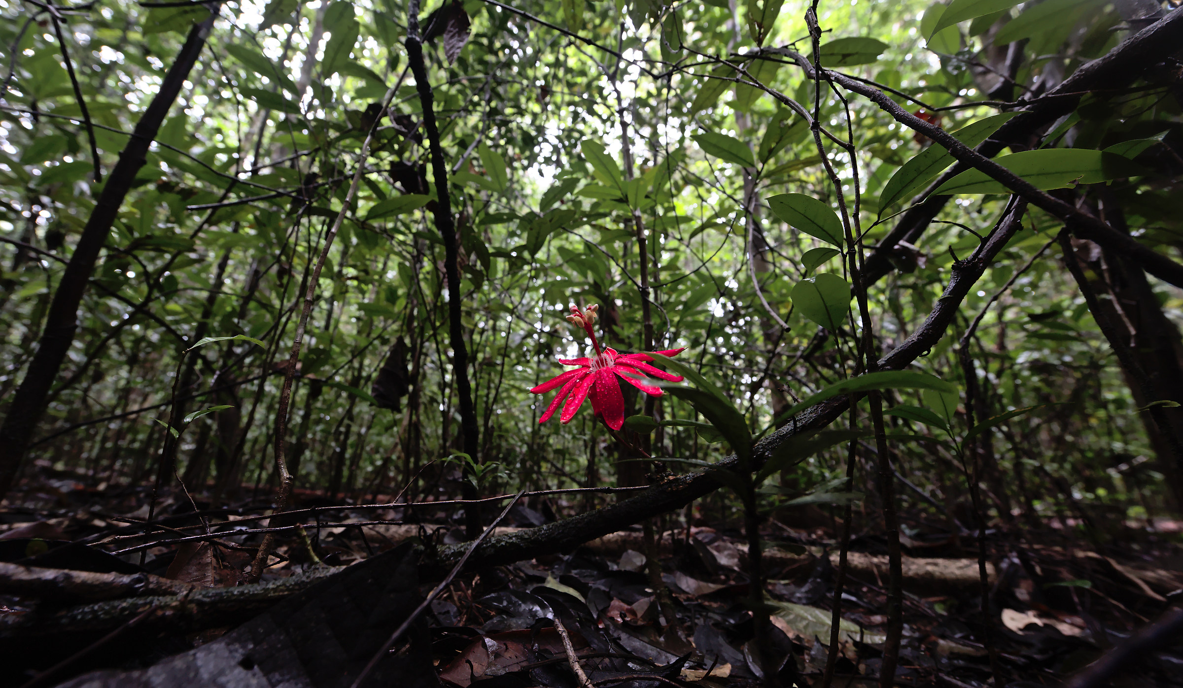 colours of the forest