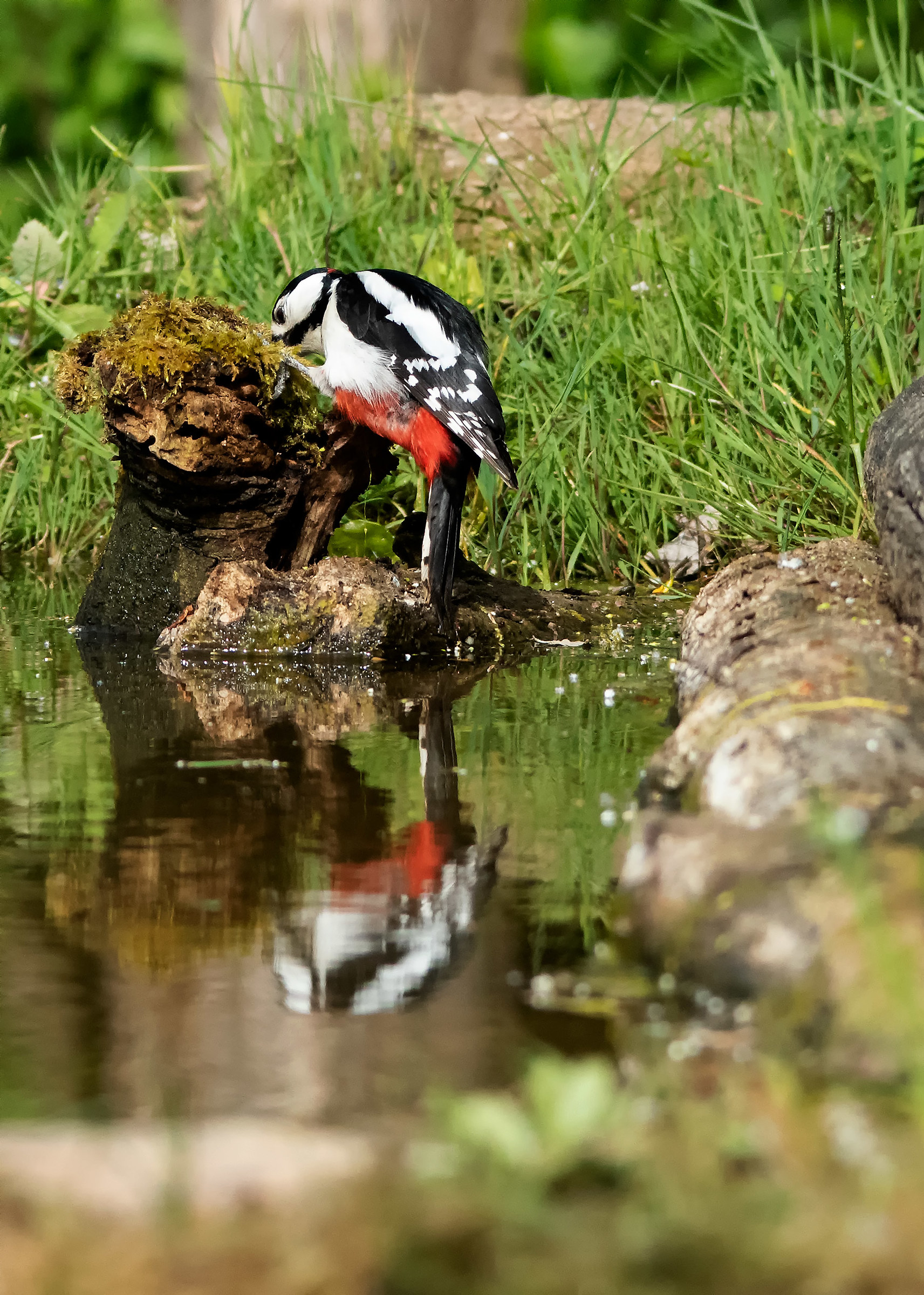Great Spotted Woodpecker