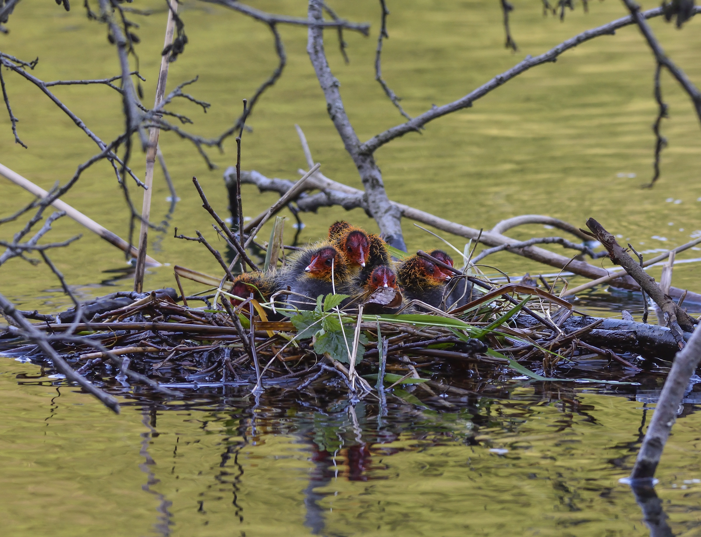 piccole folaghe crescono