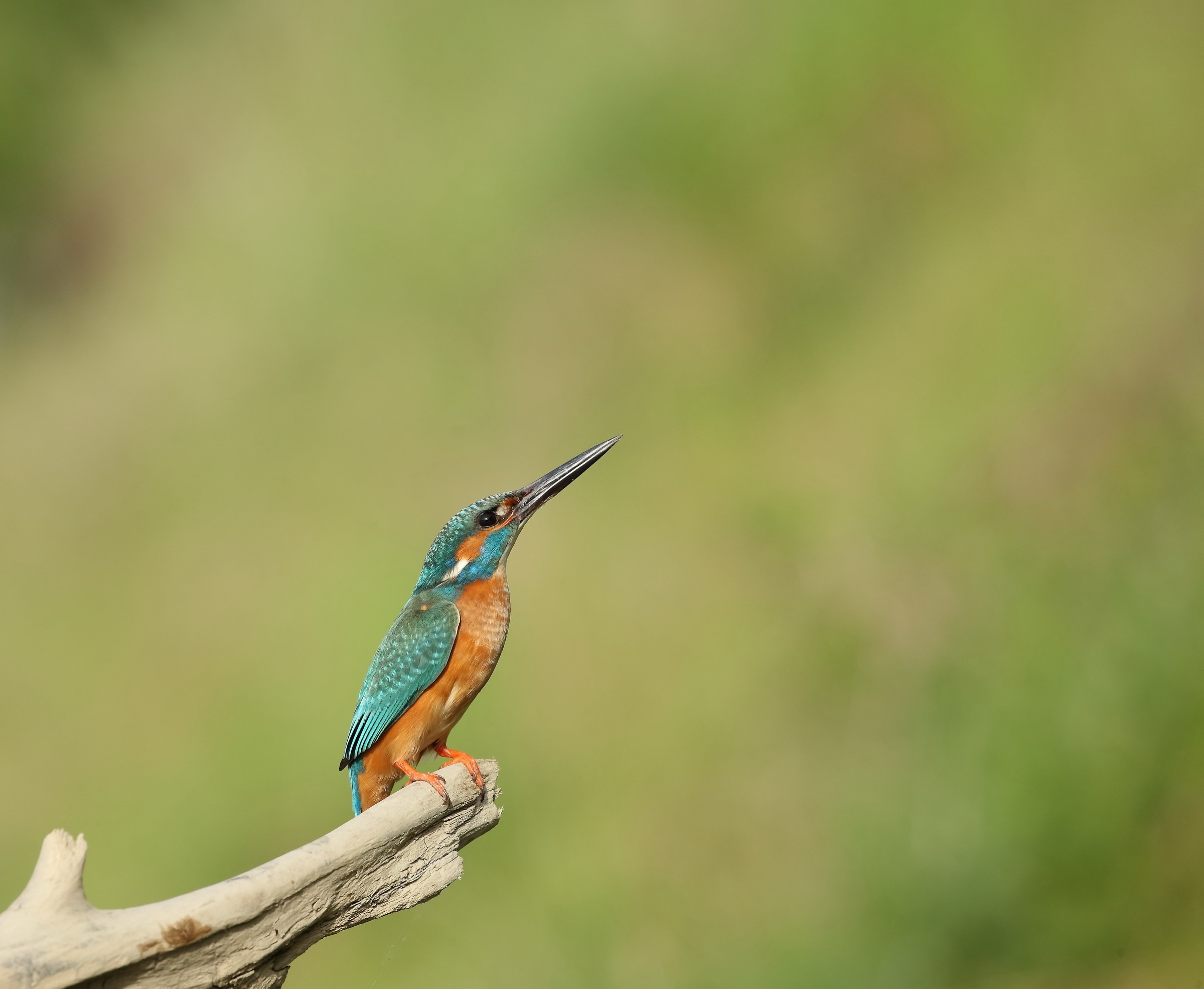 Kingfisher (alcedo atthis)