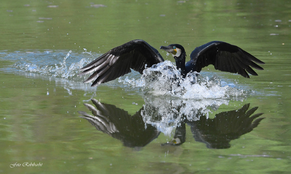 Cormorant arriving ...